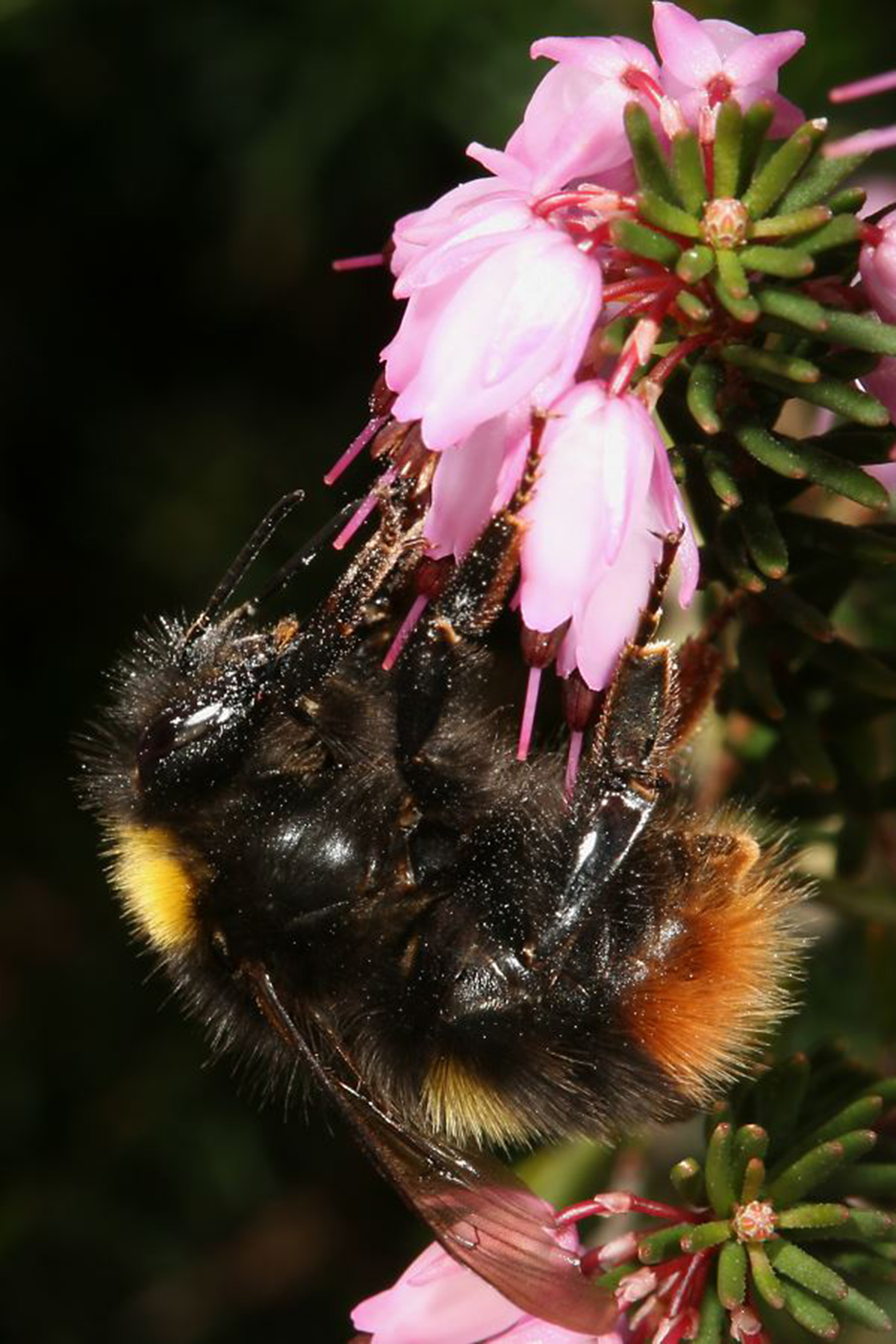20052013193909 651 art 378 bombus pratorum 01