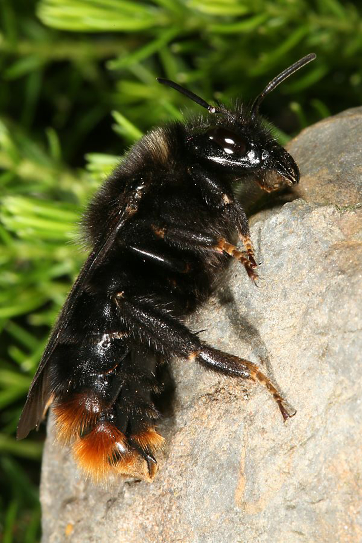 20052013194139 652 art 605 psithyrus rupestris 01