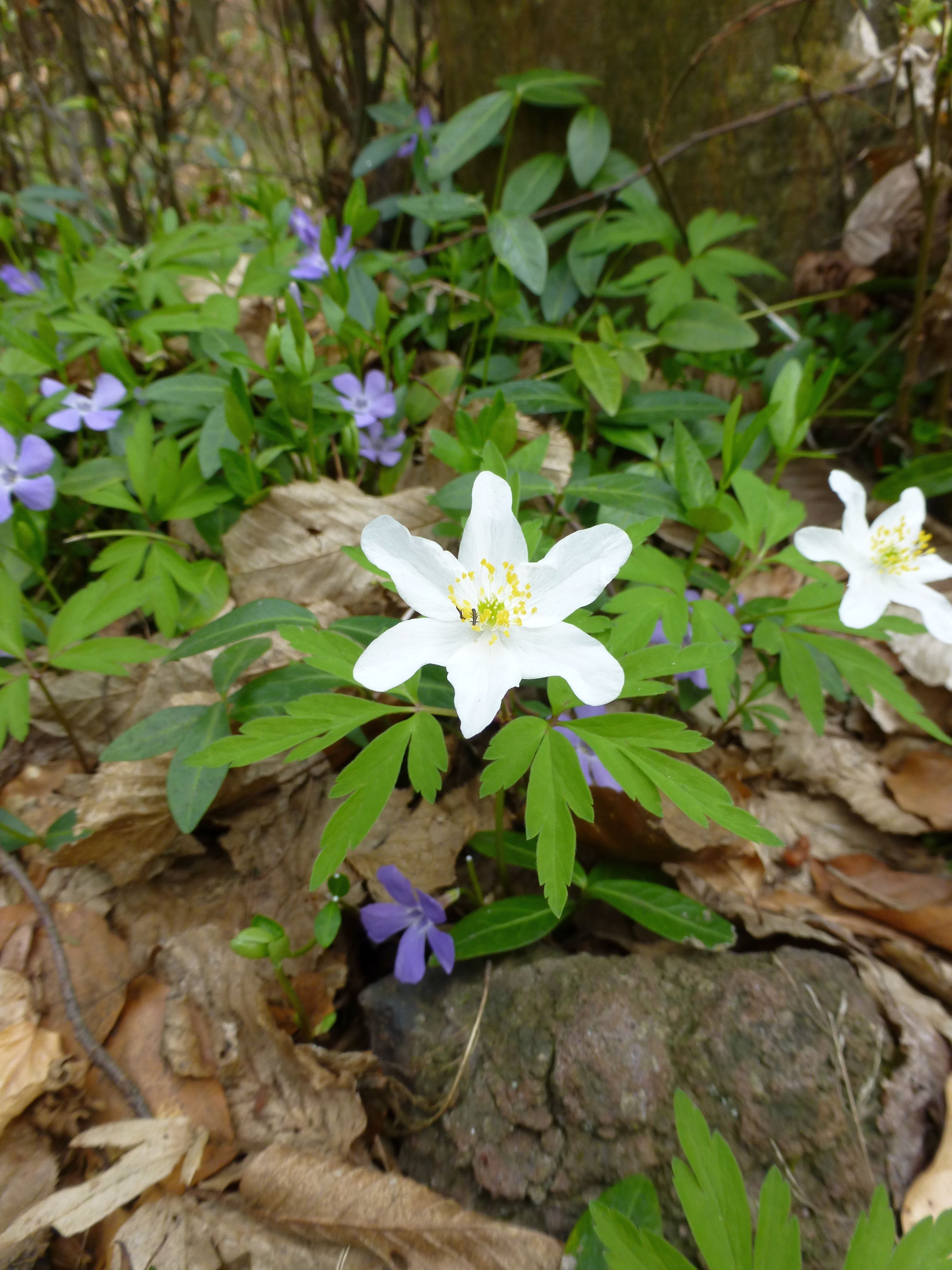 20052013203953 654 art 491 anemone nemorosa 7