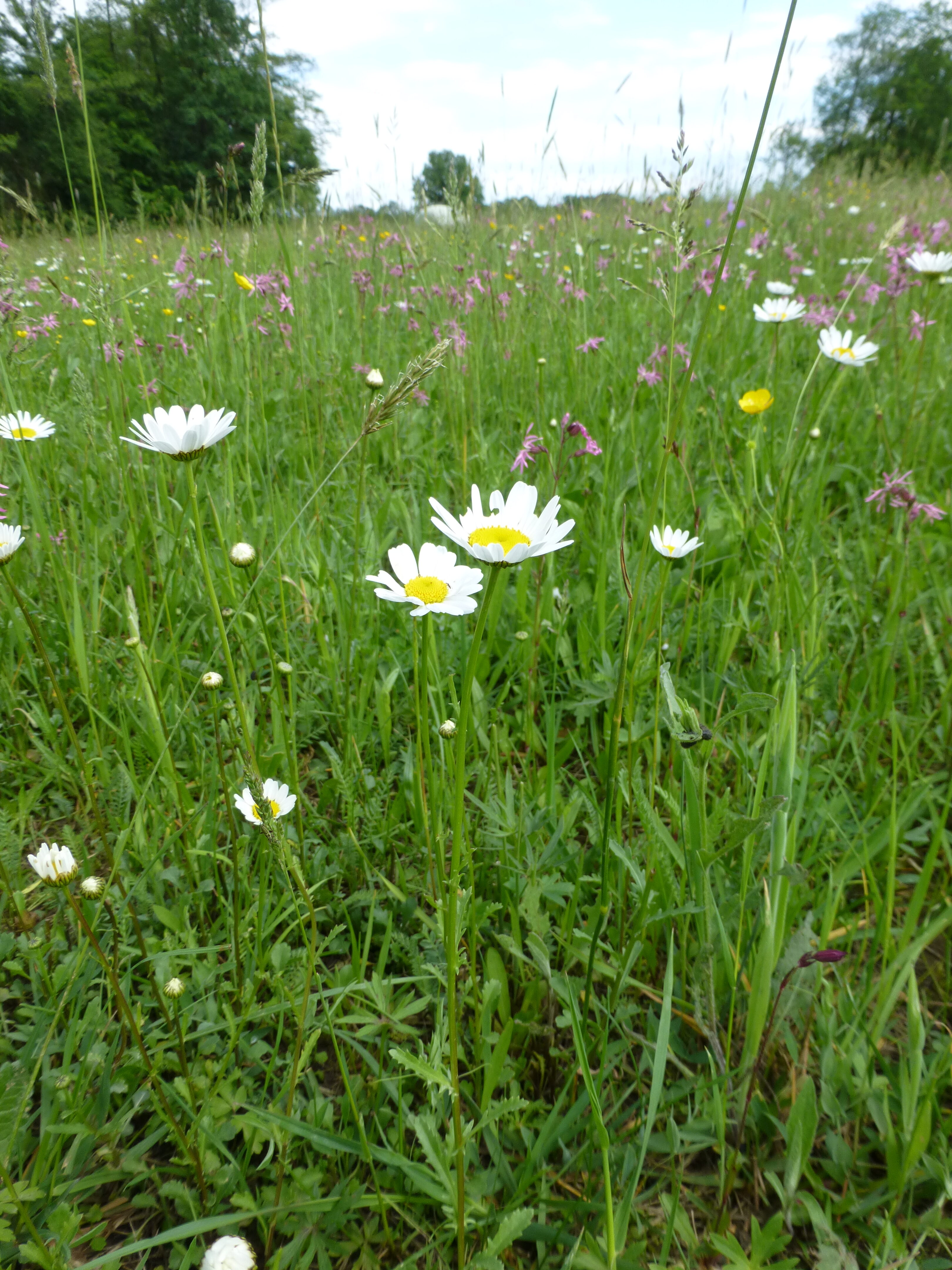 20052013204557 655 art 499 leucanthemum ircutianum 3