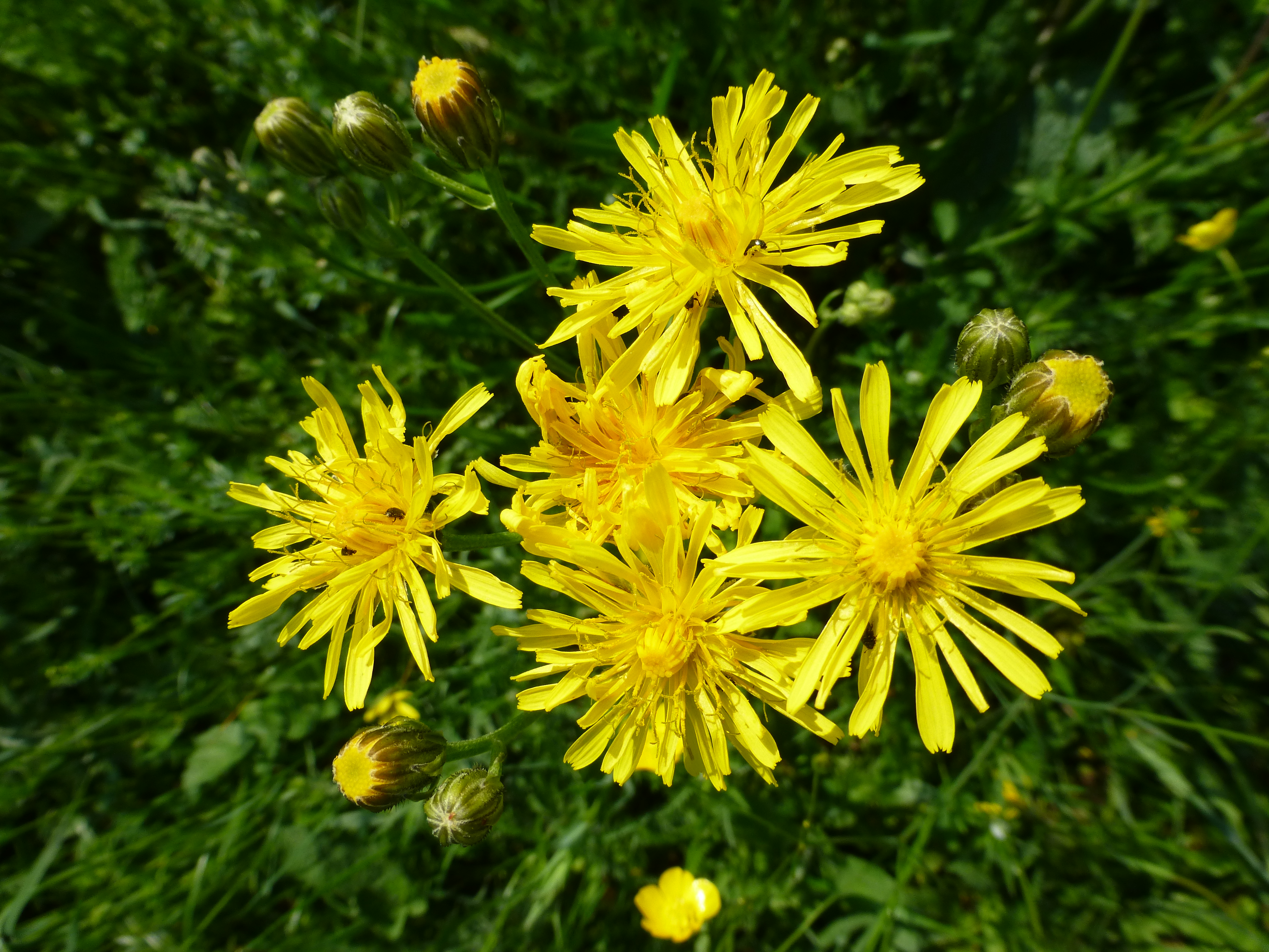 20052013210545 657 art 633 crepis biennis 9
