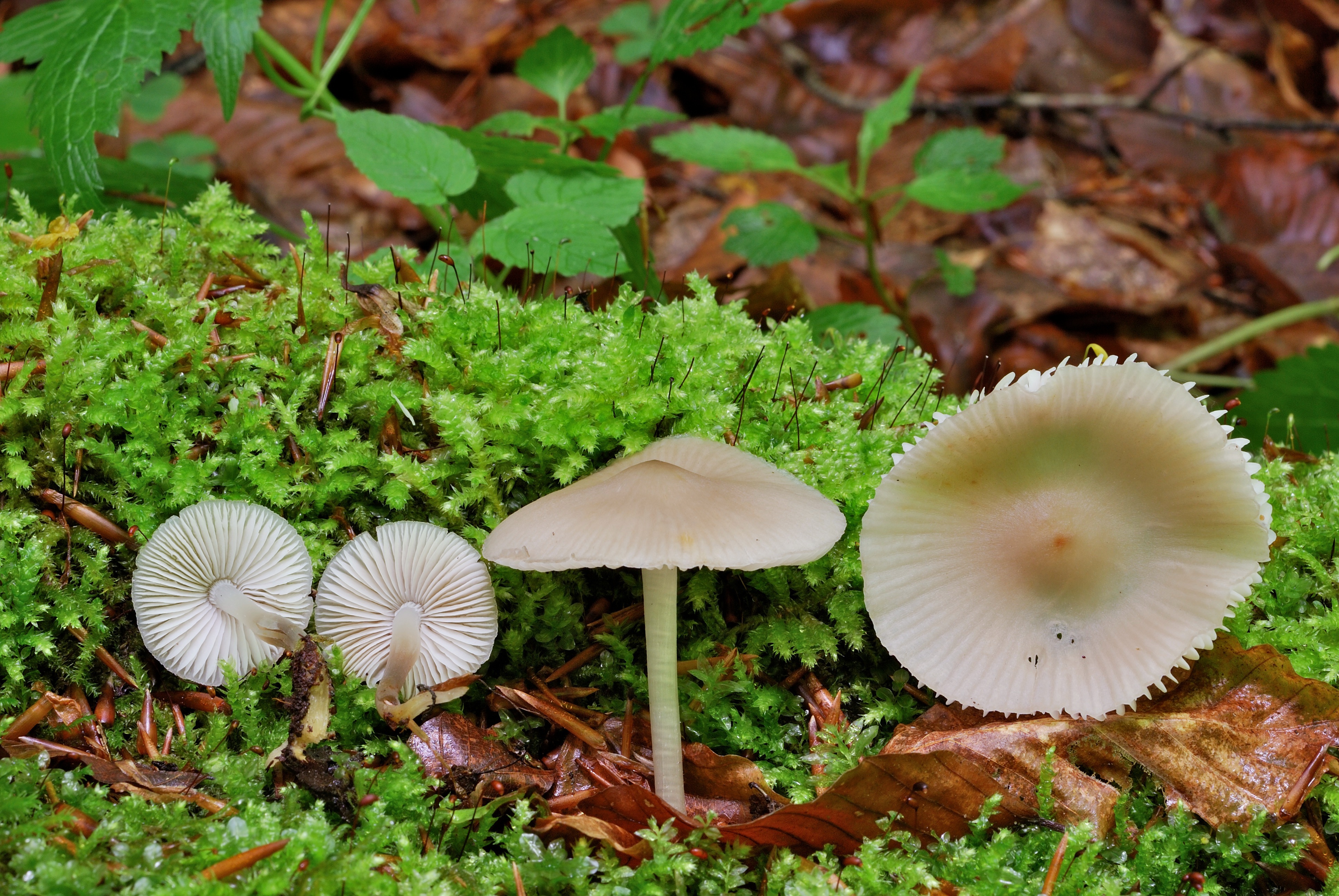 20052018140338 3661 art 2208 mycena galericulata rosablattriger helmling