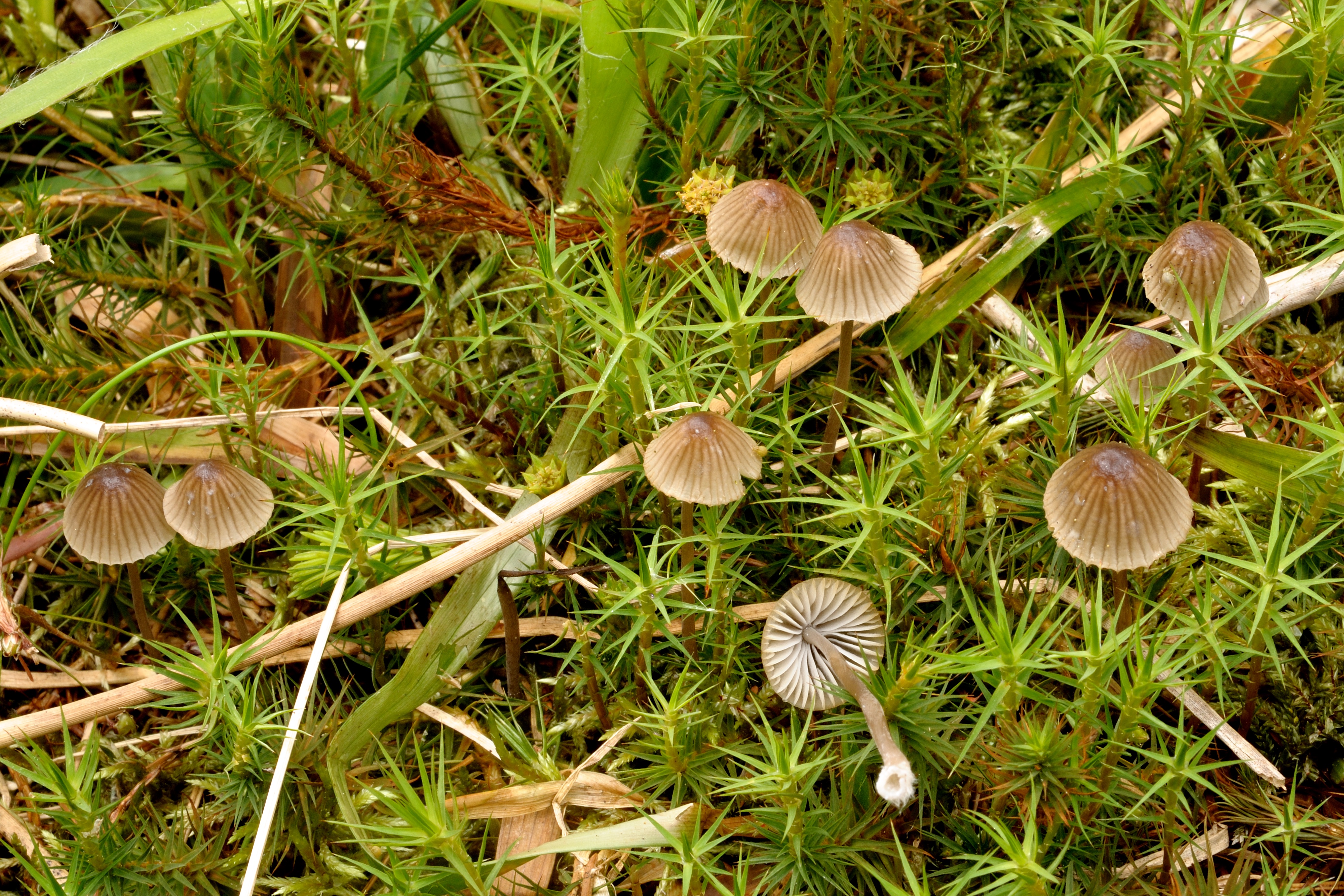 20052018141046 3662 art 2209 2009 06 11 garanas 002