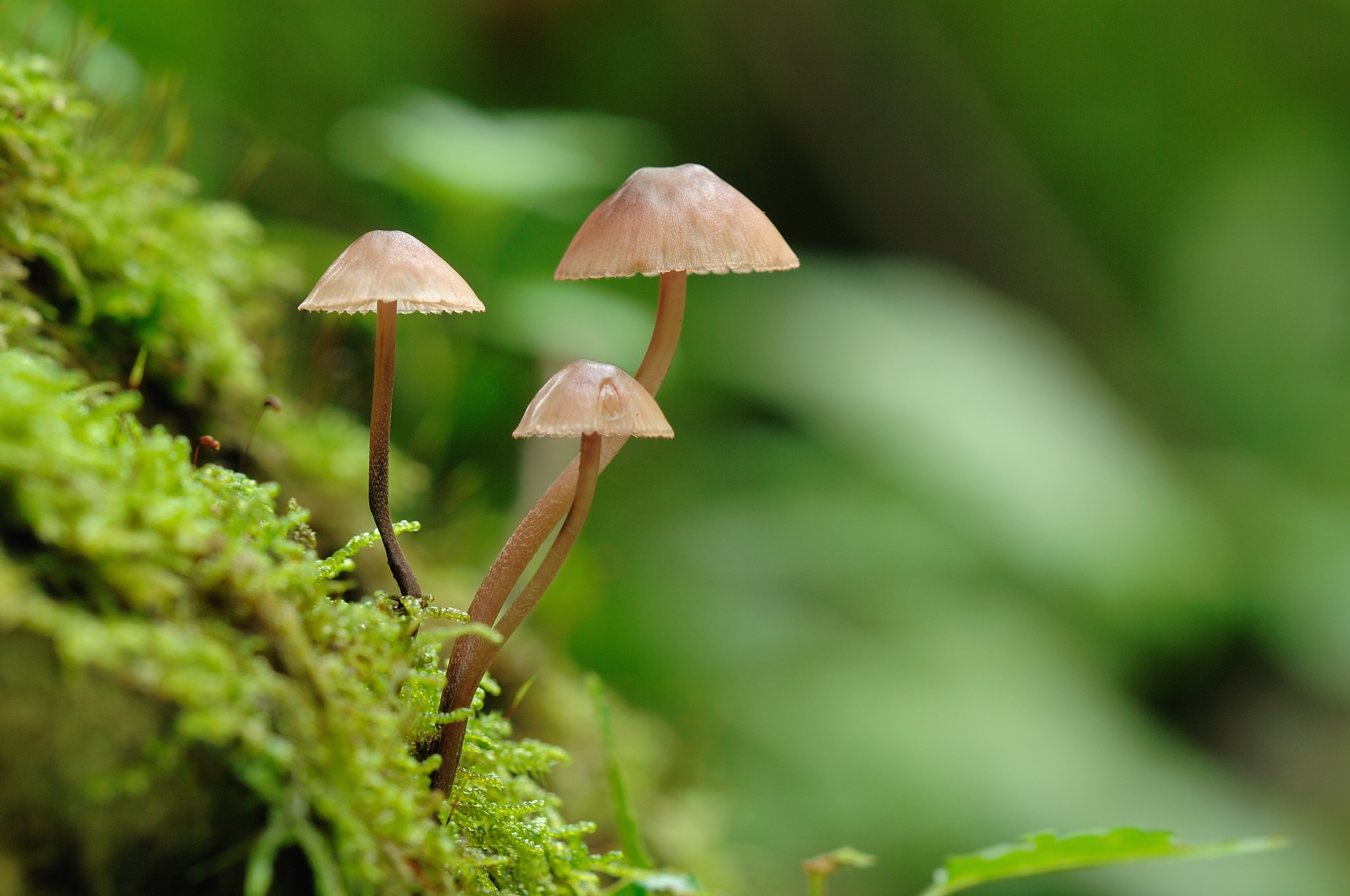 20052018141458 3663 art 2210 mycena haematopus groser blut helmling