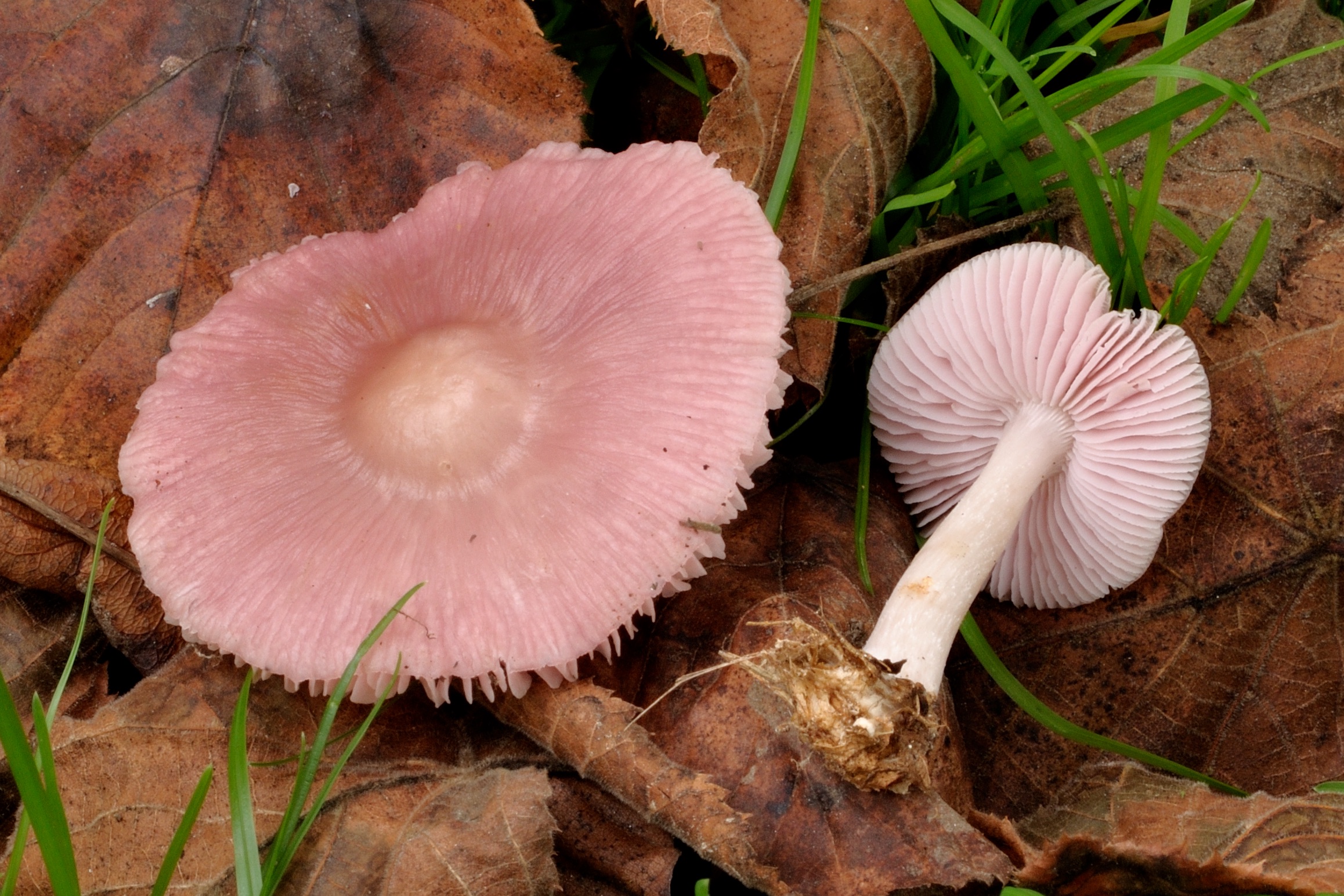 20052018142056 3664 art 2211 mycena rosea rosa rettich helmling