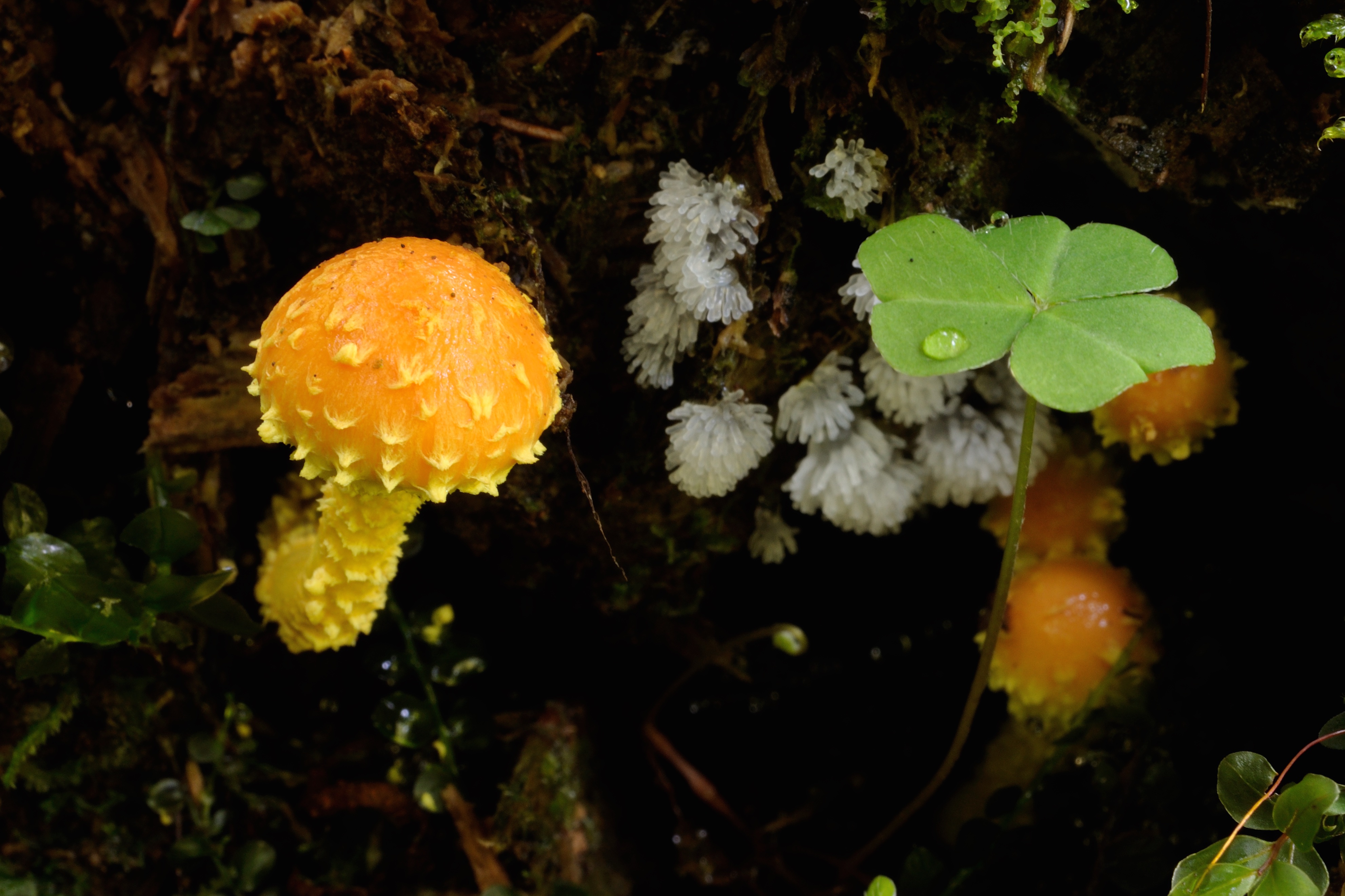 20052018142734 3665 art 2212 2016 08 14 steir 1