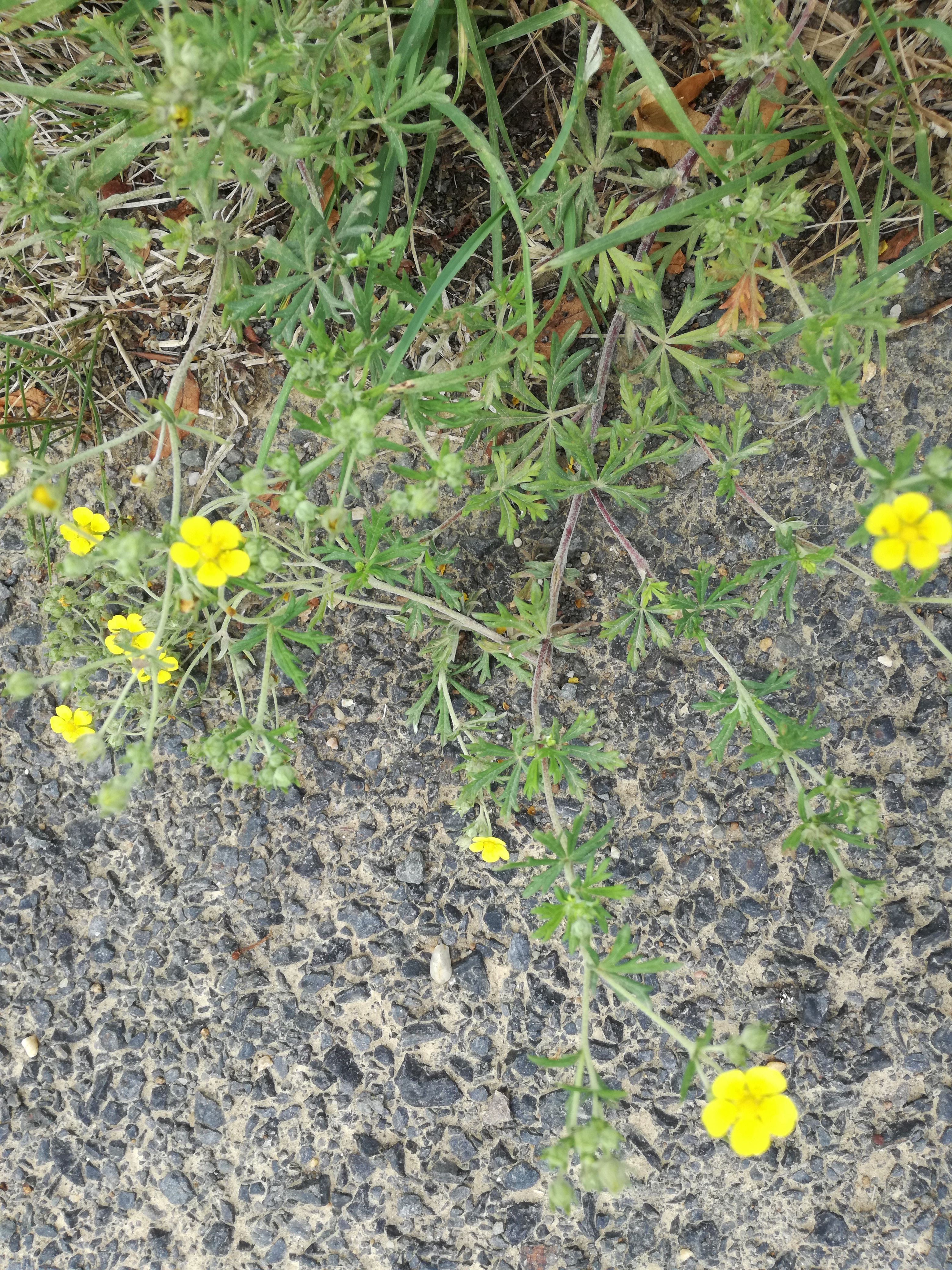 20062017000145 2986 art 1816 img 20170523 133507