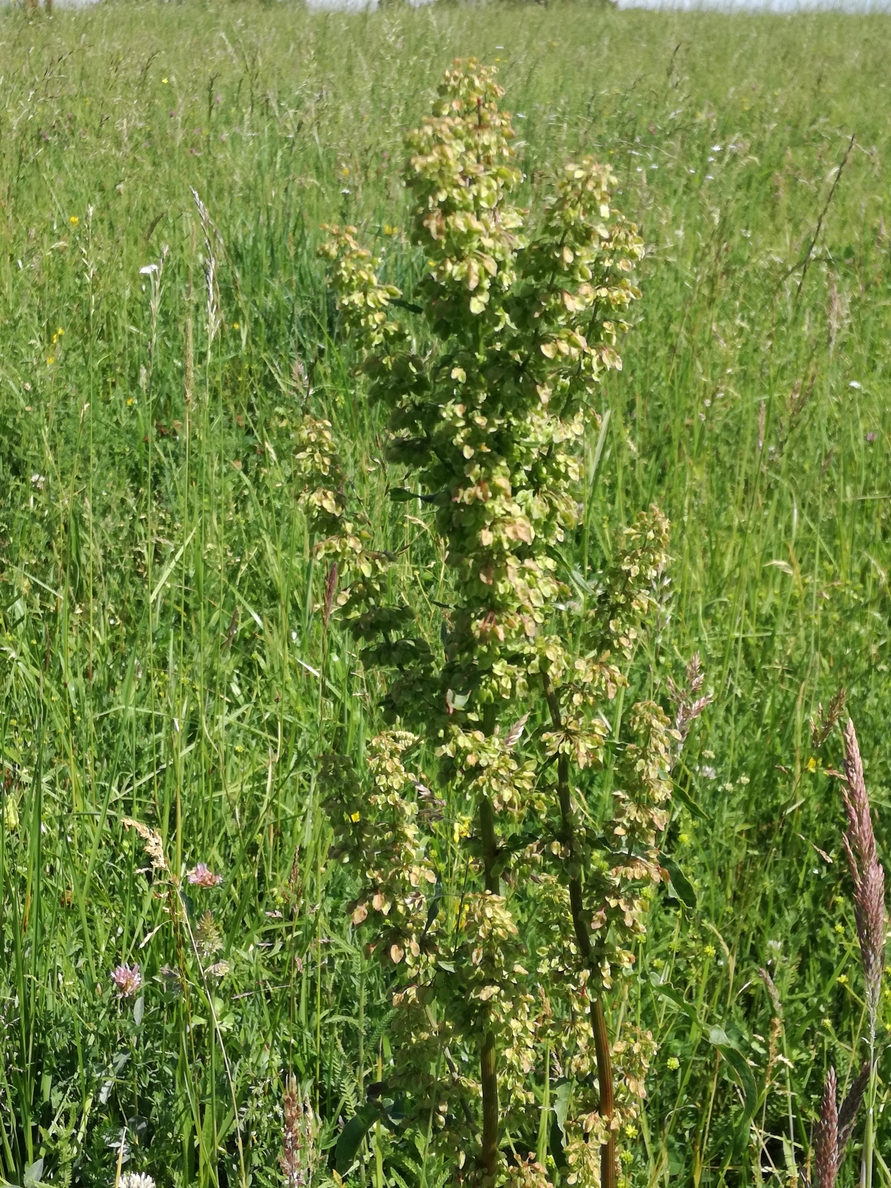 20062017001150 2987 art 1817 img 20170523 110640