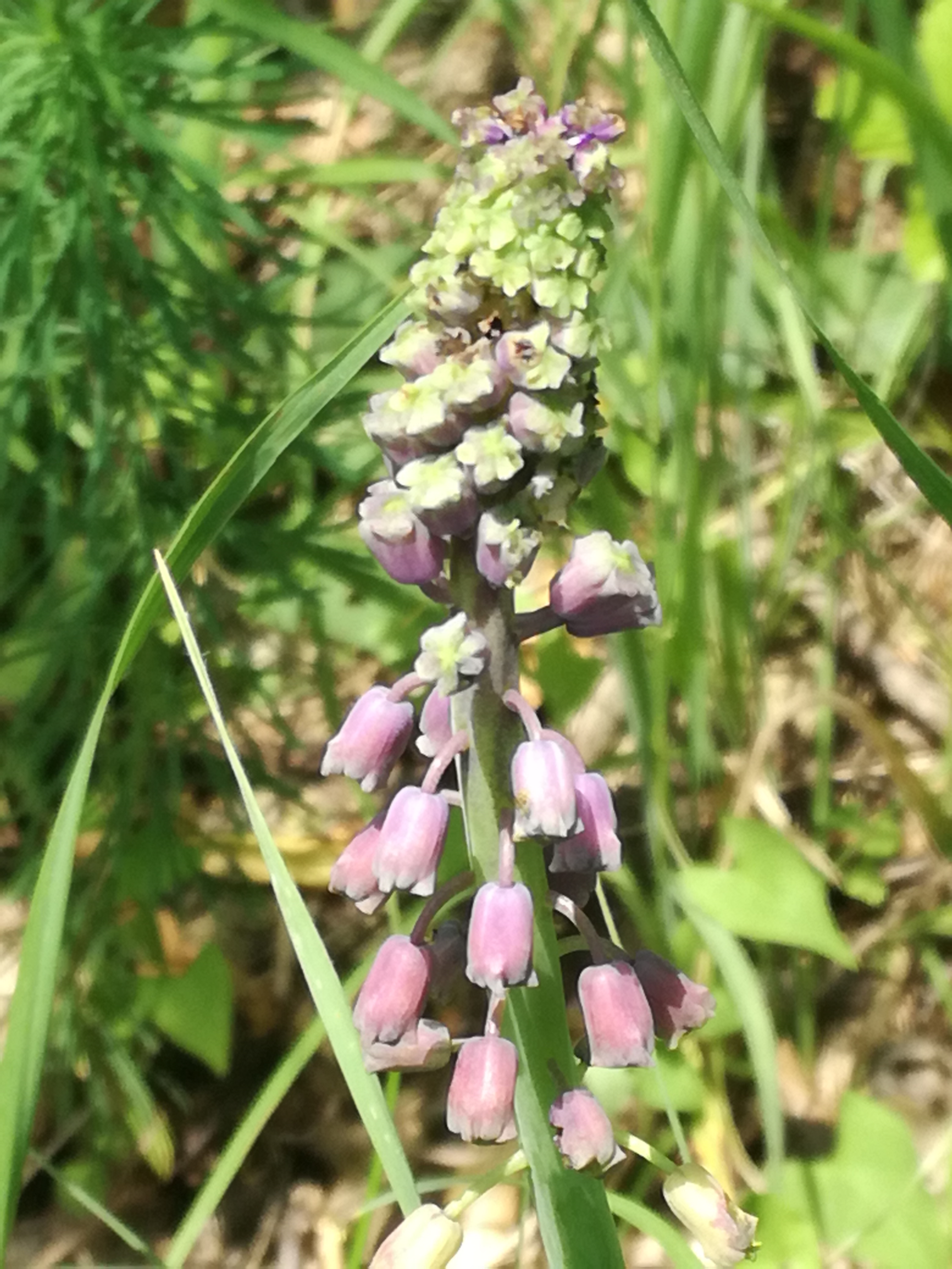 20062017001428 2988 art 1756 img 20170530 101655