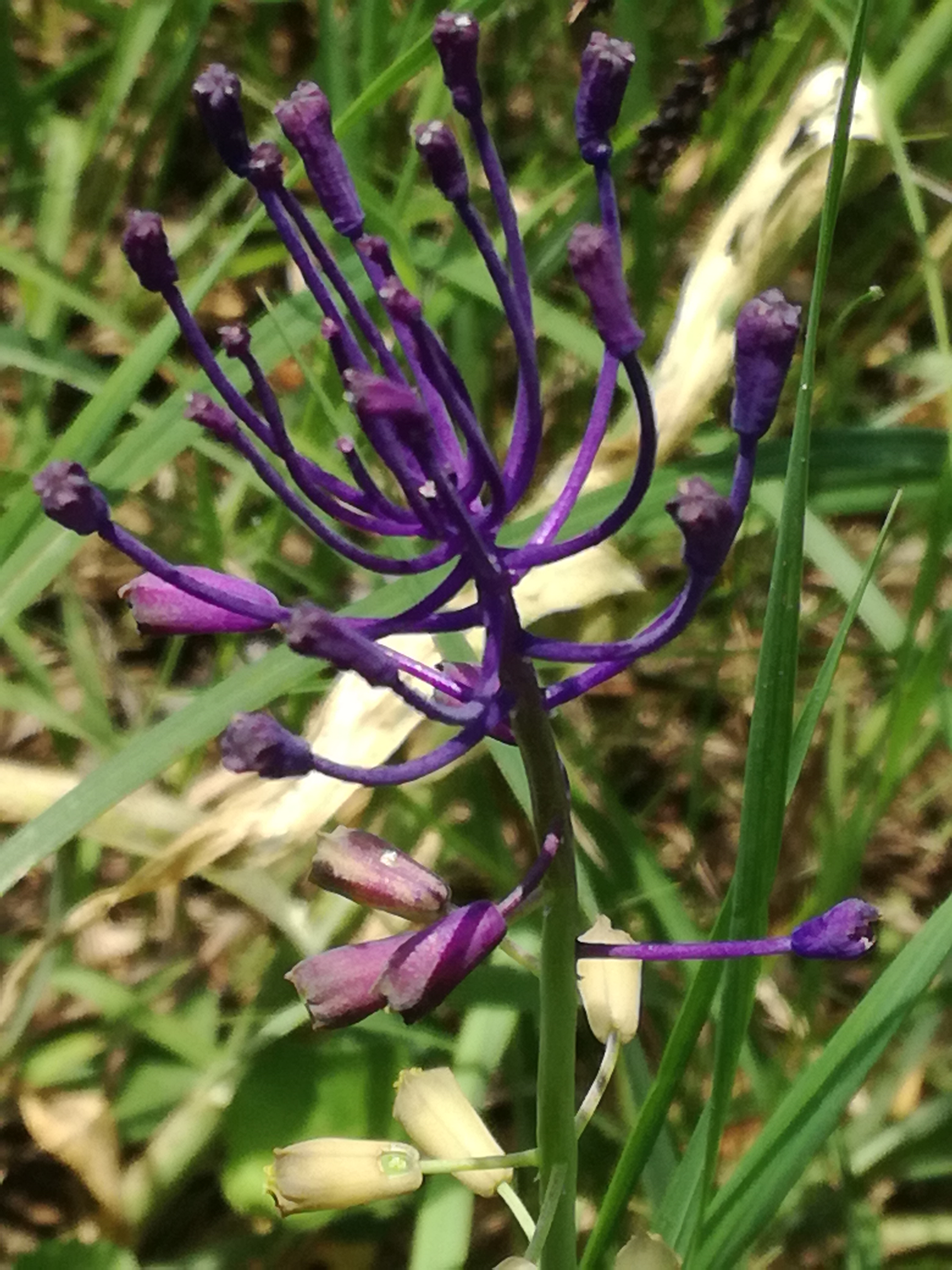 20062017001644 2989 art 1756 img 20170530 101619