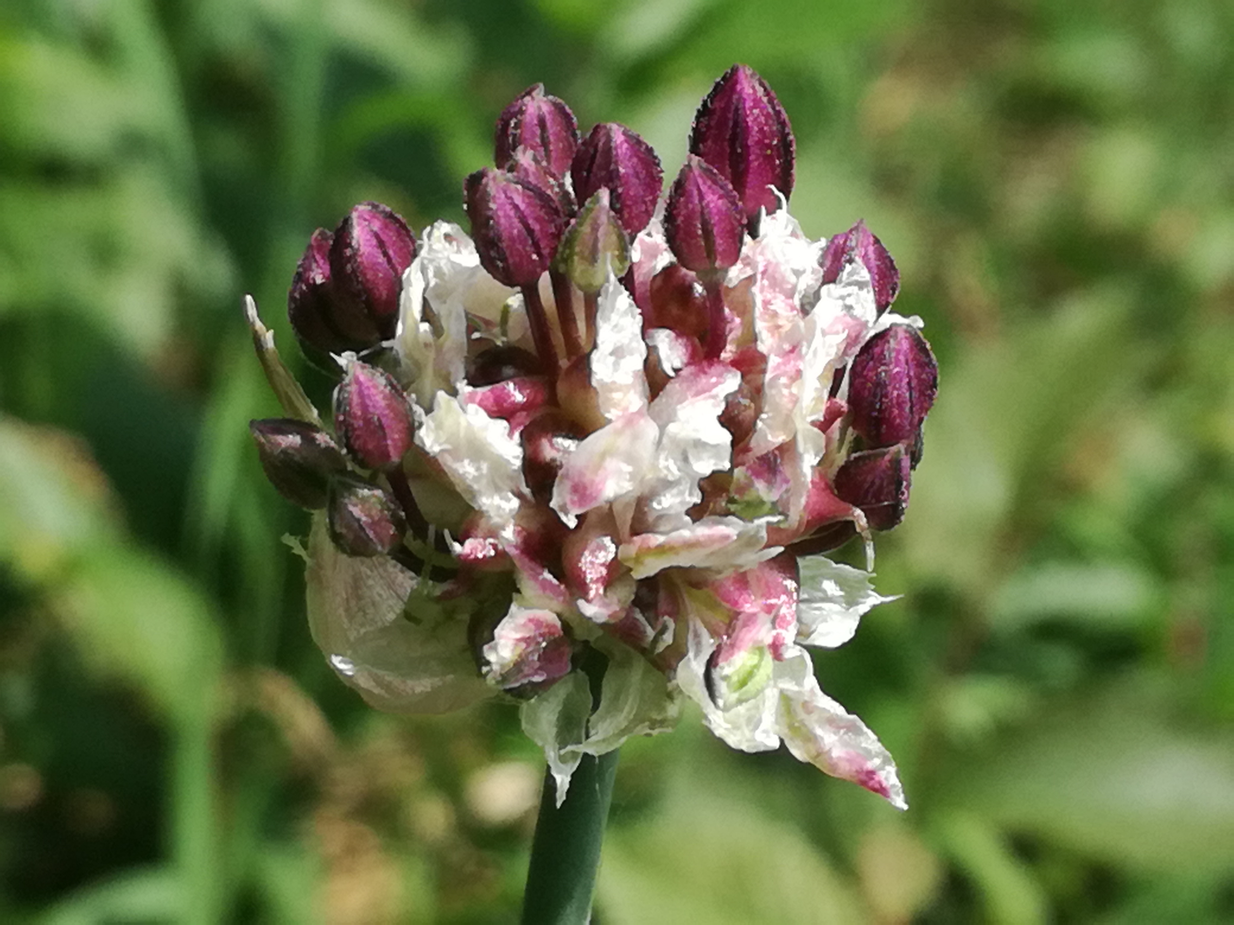 20062017002220 2991 art 1758 img 20170530 101732