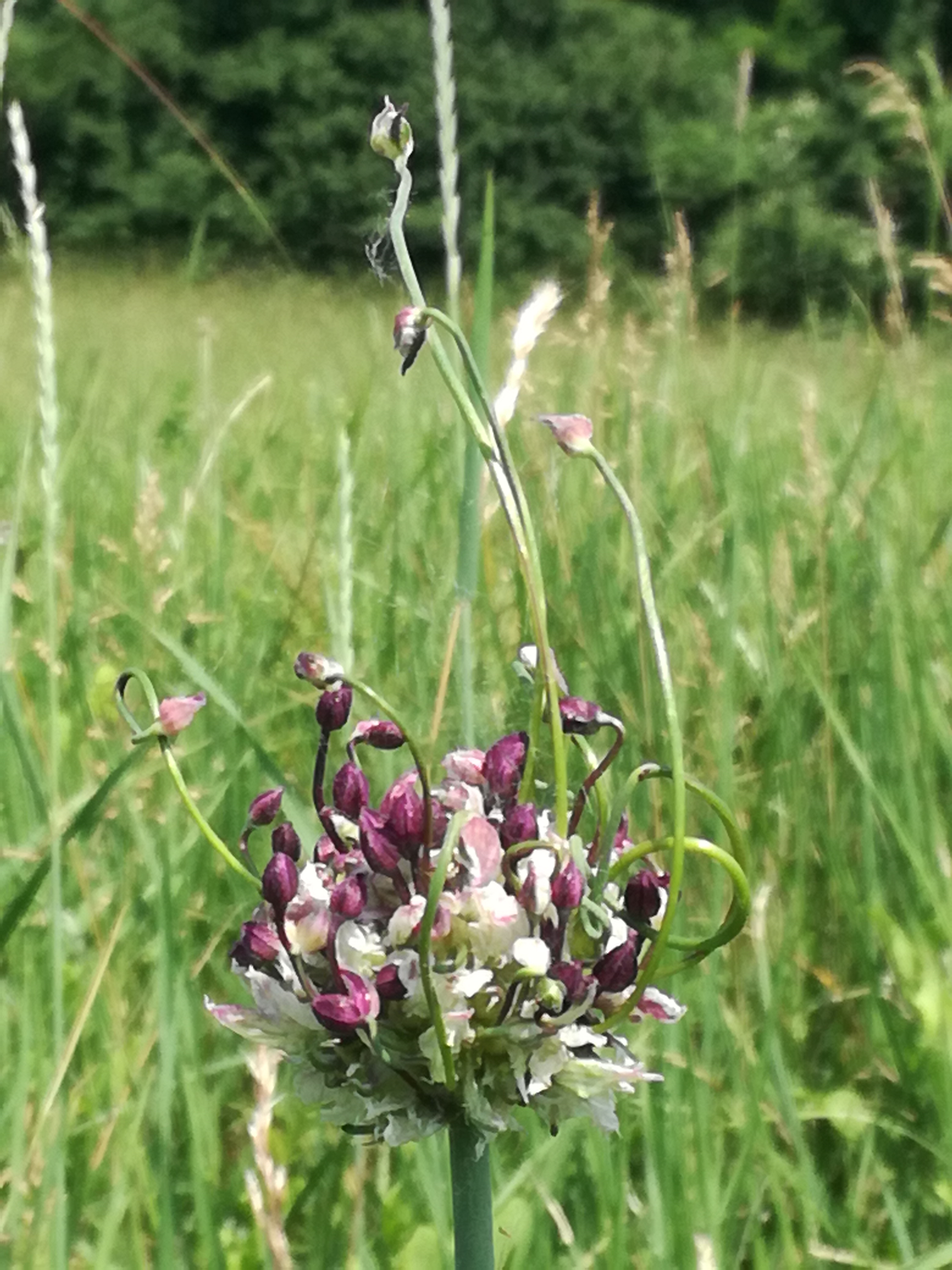 20062017002350 2992 art 1758 img 20170530 105349