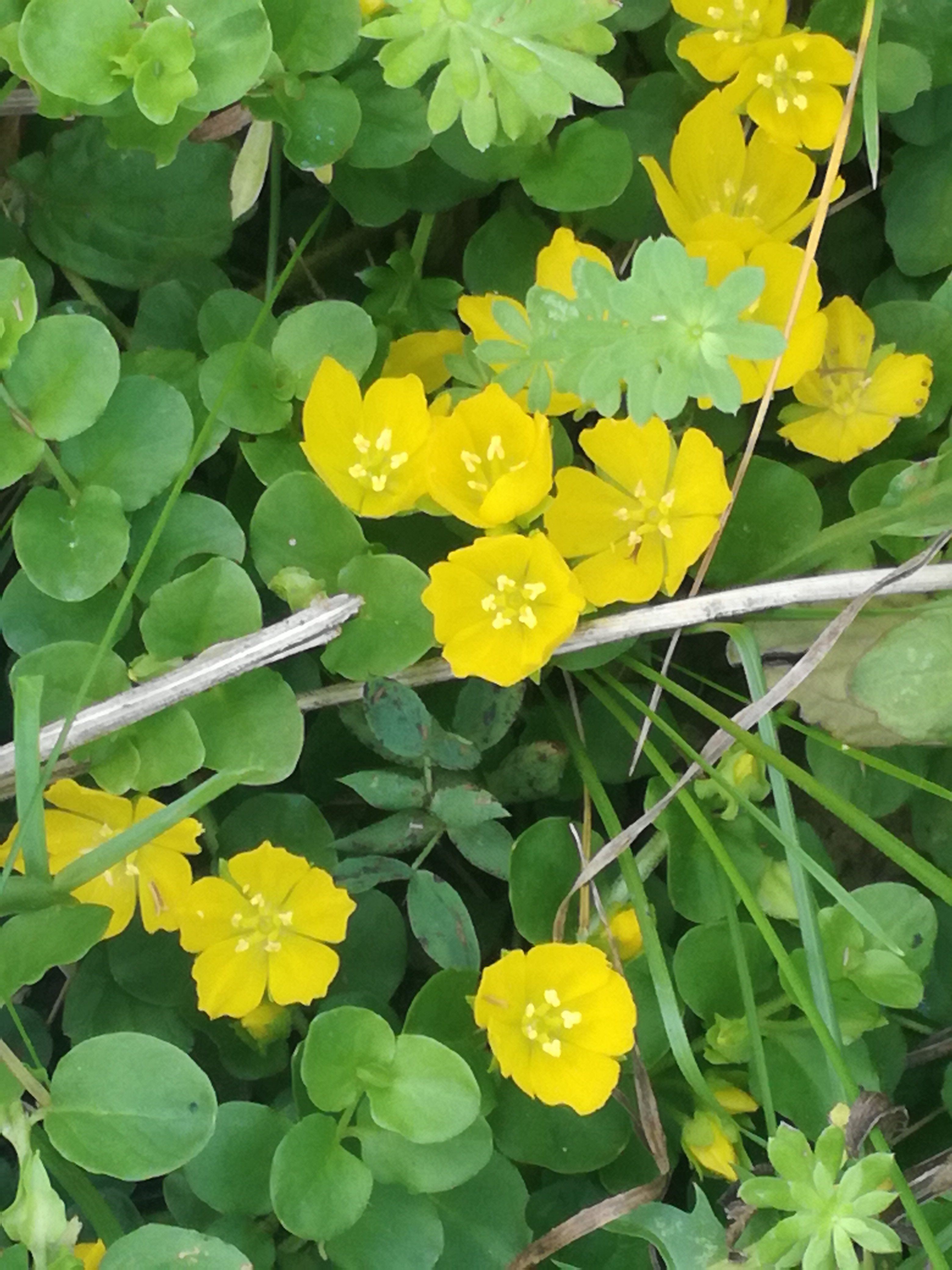 20062017002607 2993 art 1535 img 20170530 103447