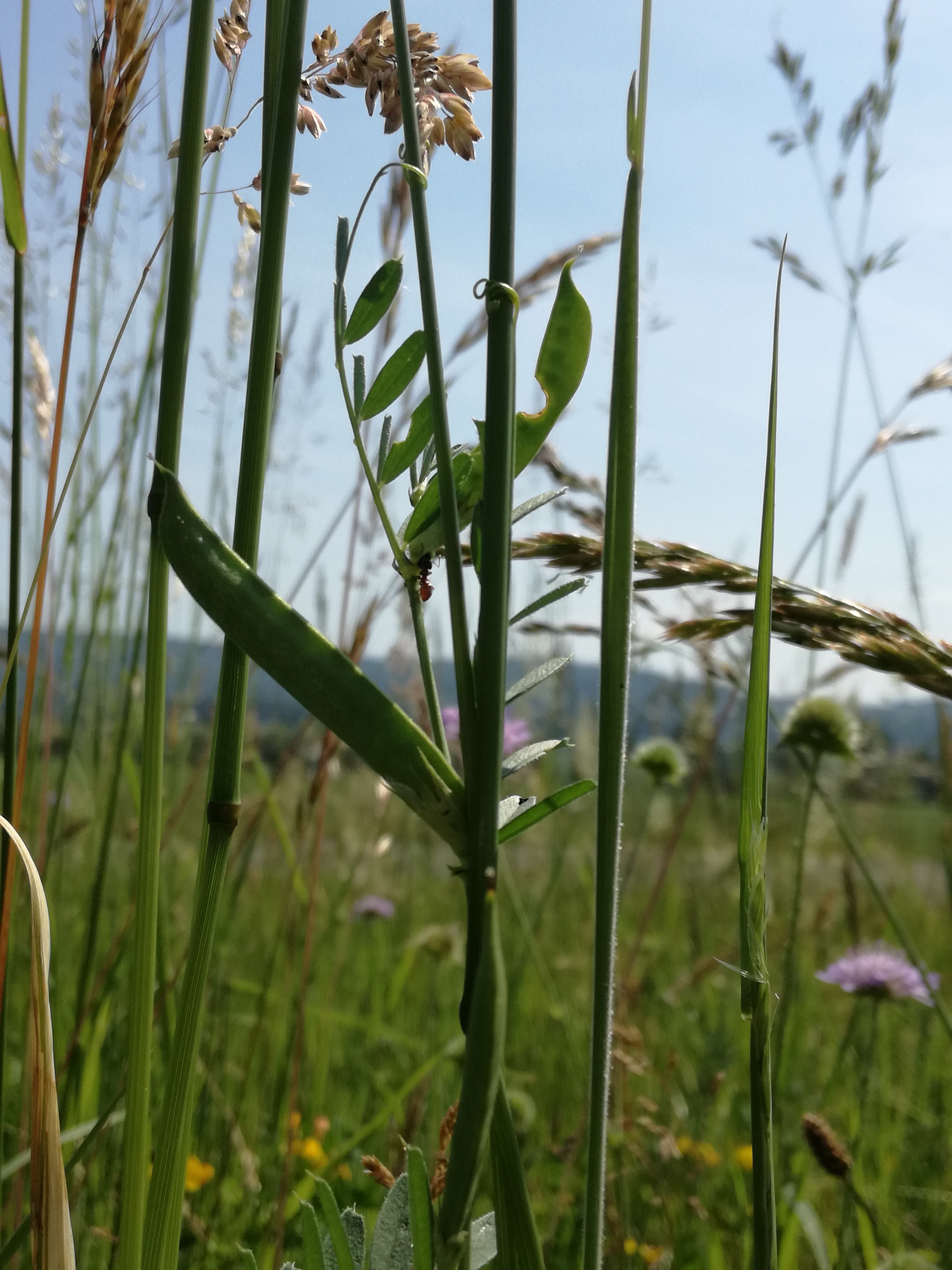 20062017002839 2994 art 1797 img 20170530 104418