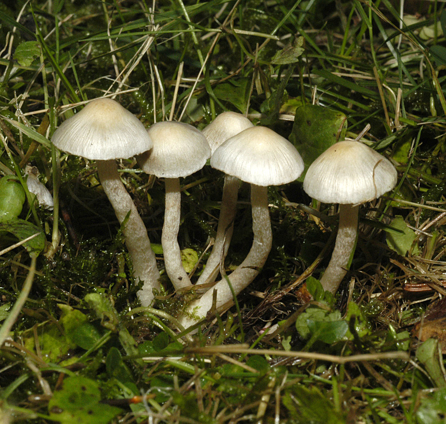 20072013083509 1137 art 1026 4831 ino geophylla e157