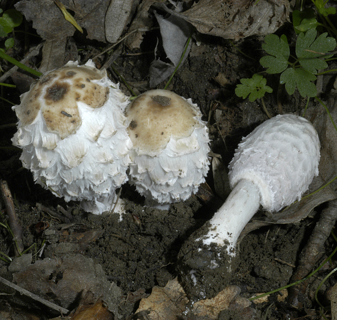 20072013085622 1138 art 1027 5238 cop comatus 6