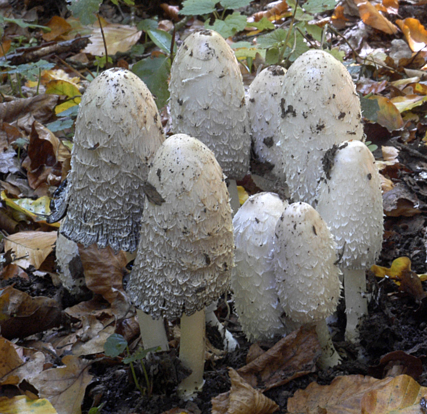 20072013085710 1139 art 1027 4763 copr comatus e18