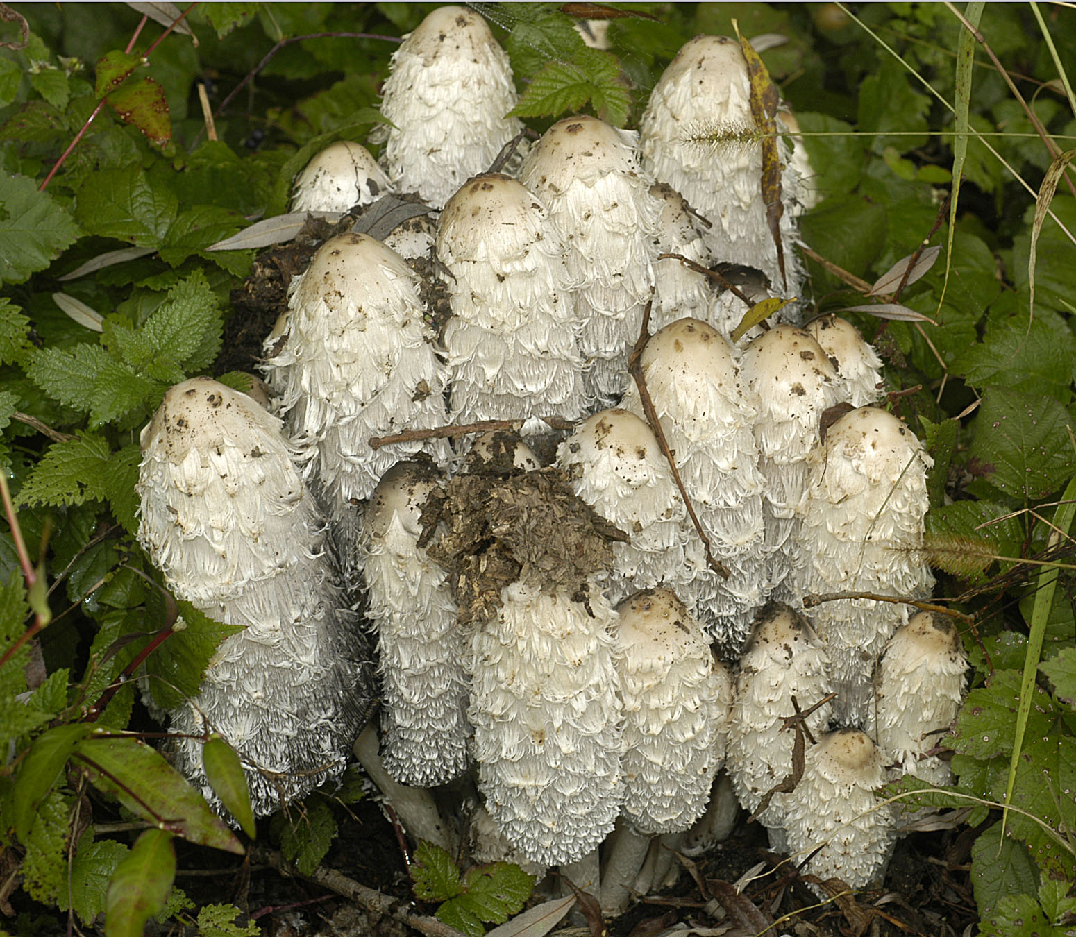 20072013085759 1140 art 1027 4791 cop comatus e25