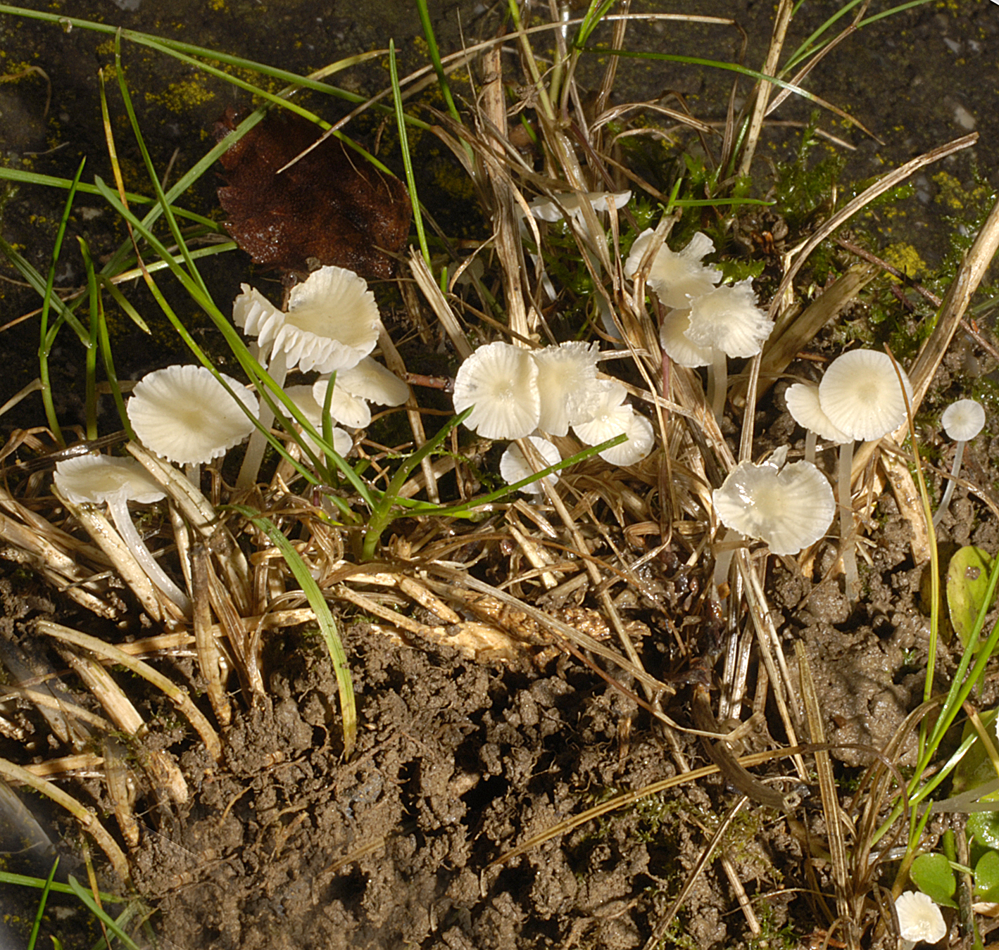 20072013091601 1141 art 1028 6284 myc flavoalba 31