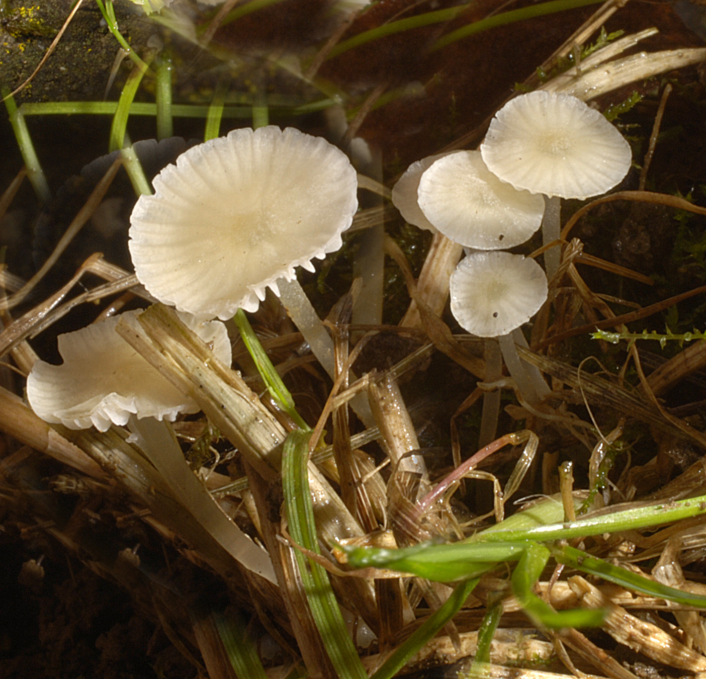 20072013091734 1142 art 1028 6284 myc flavoalba 34