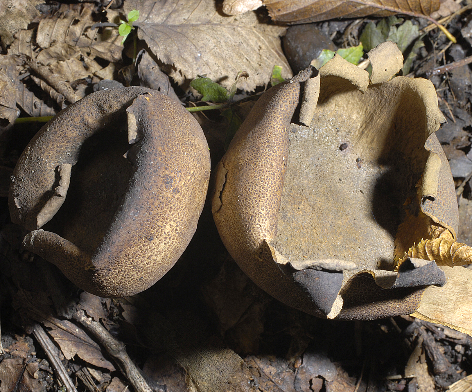 20072013093710 1143 art 1029 5689 scl areolatum alt 48