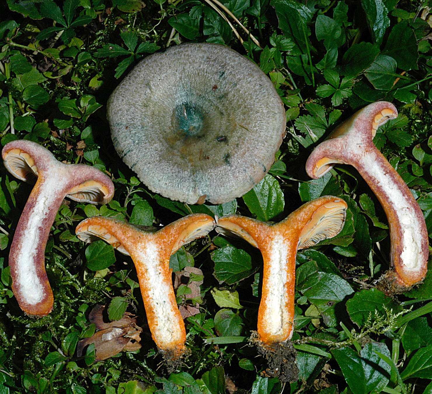 20072013112833 1145 art 1030 5035 lac semisanguifluus 47