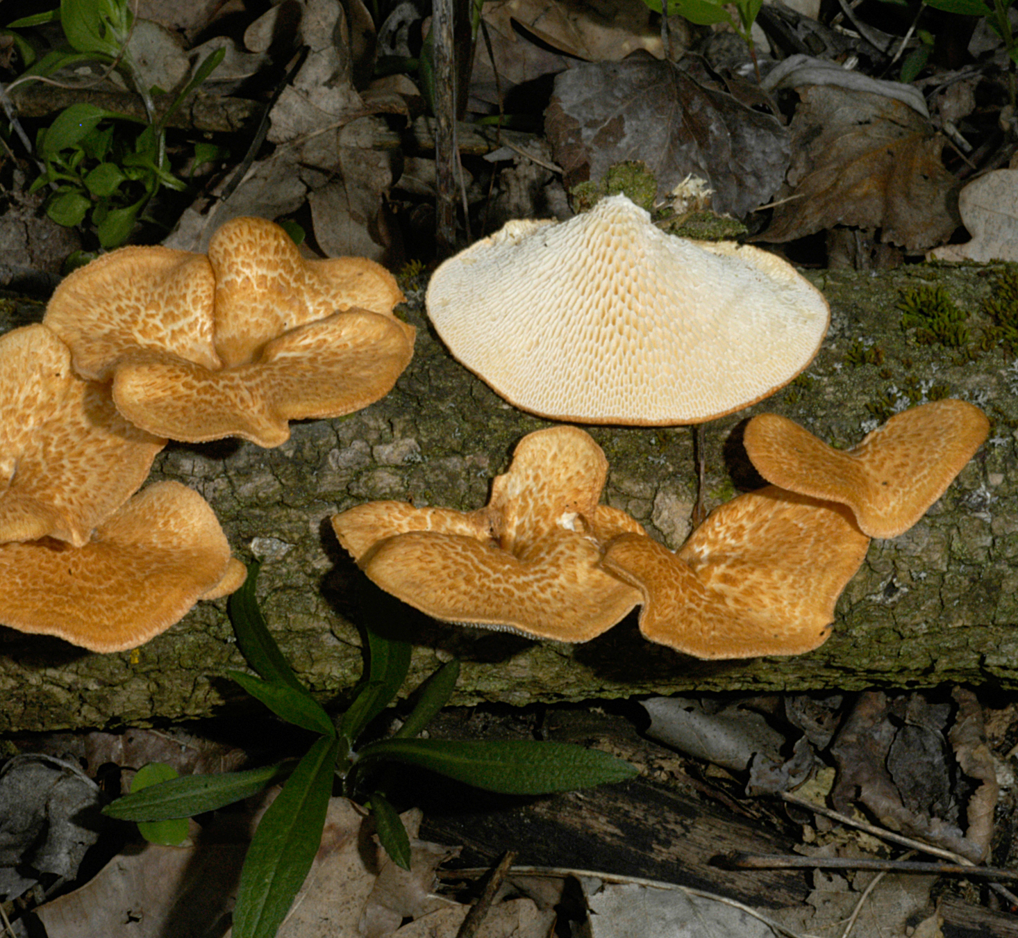 20072013114440 1146 art 1031 4878 pol mori 1 kopie