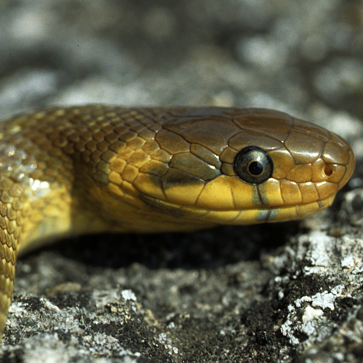 20072013151840 1147 art 933 Askulapnatter4x4