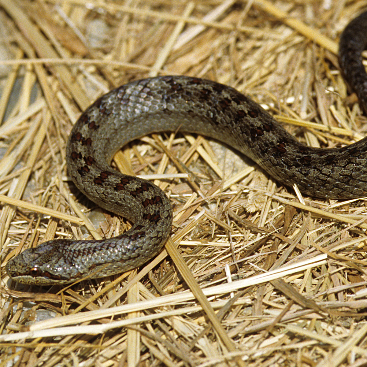 20072013155403 1148 art 934 schlingnatter4x4