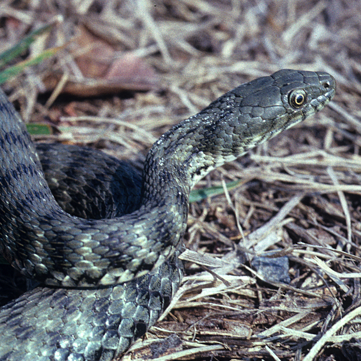 20072013155757 1150 art 935 wurfelnatter4x4