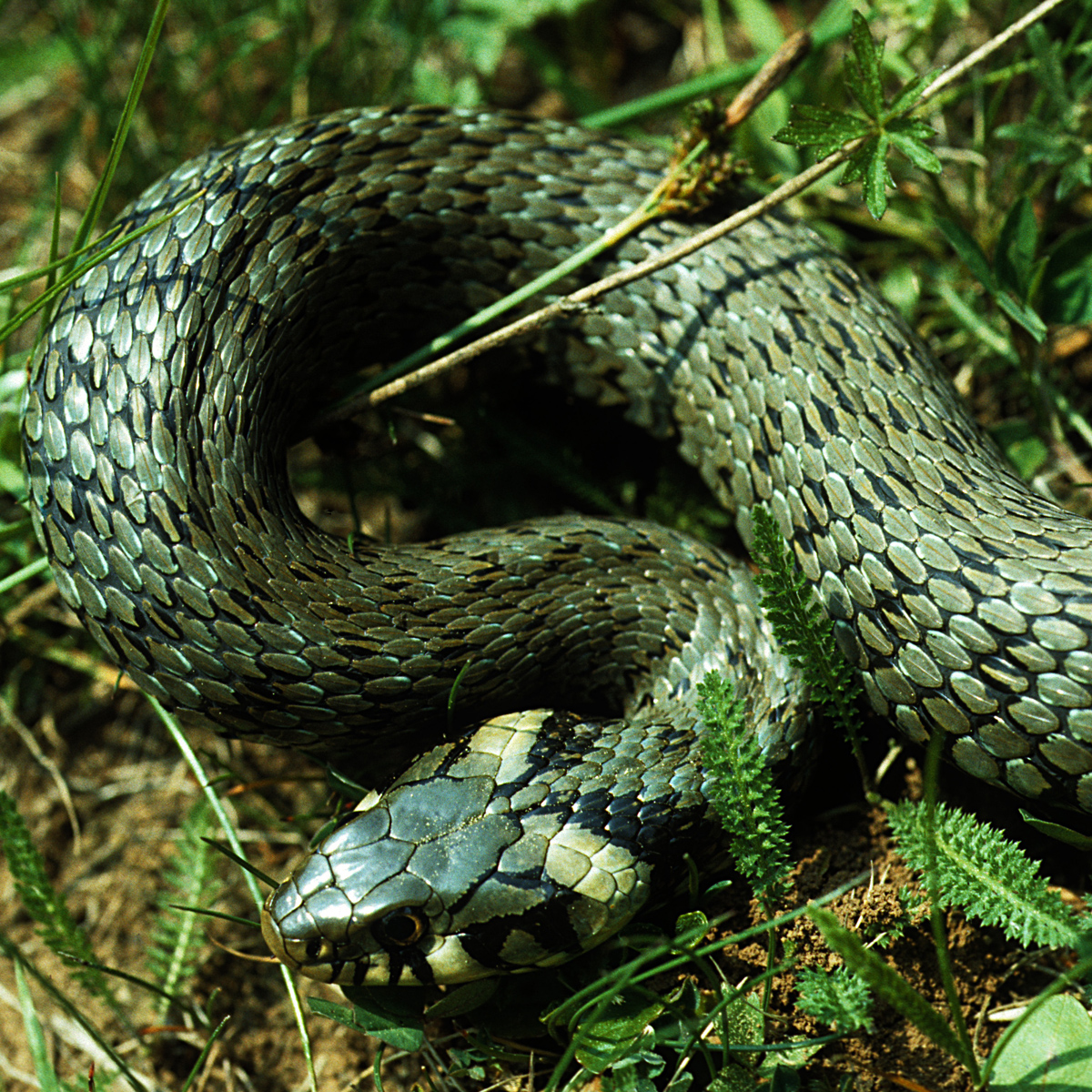 20072013155937 1151 art 932 ringelnatter4x4