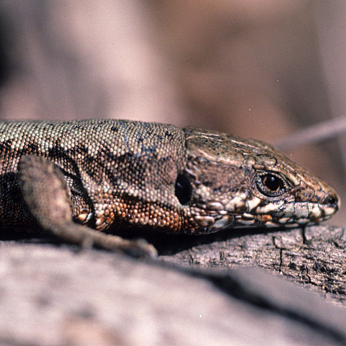 20072013160140 1152 art 1006 mauereidechse4x4