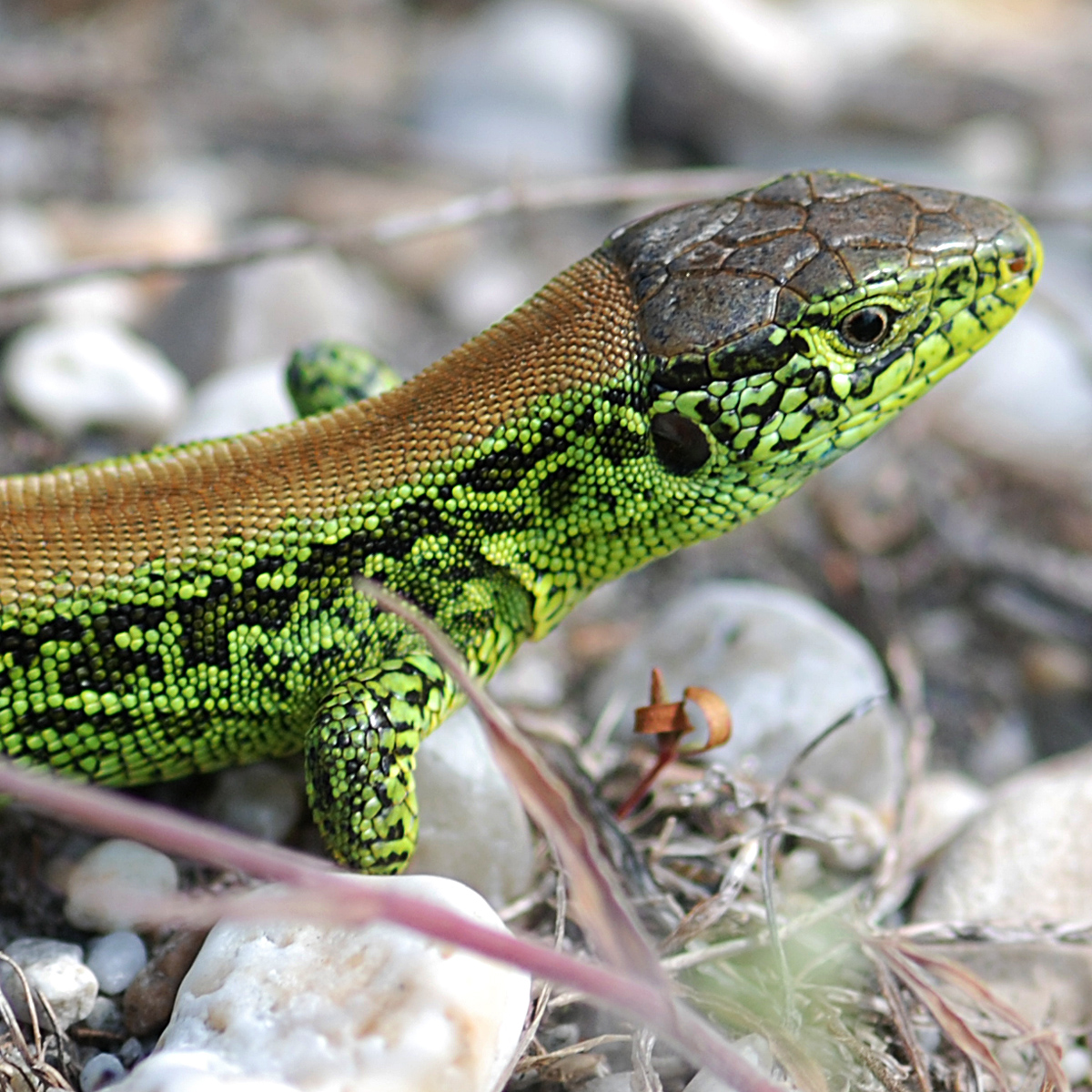 20072013160314 1153 art 1005 zauneidechse4x4