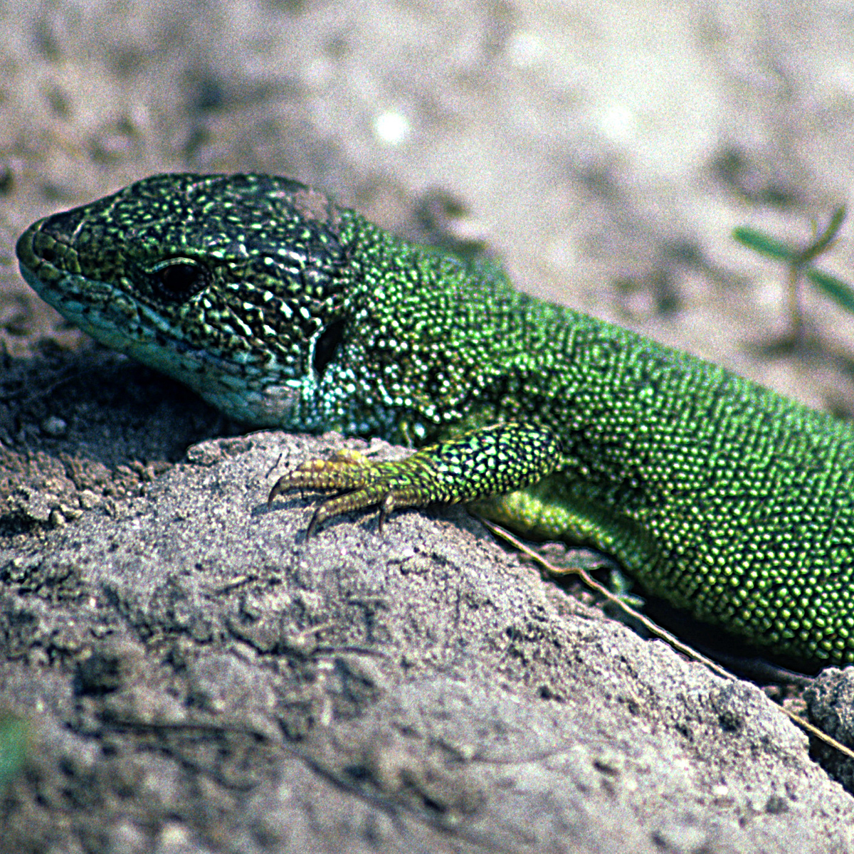 20072013160436 1154 art 937 smaragdeidechse4x4