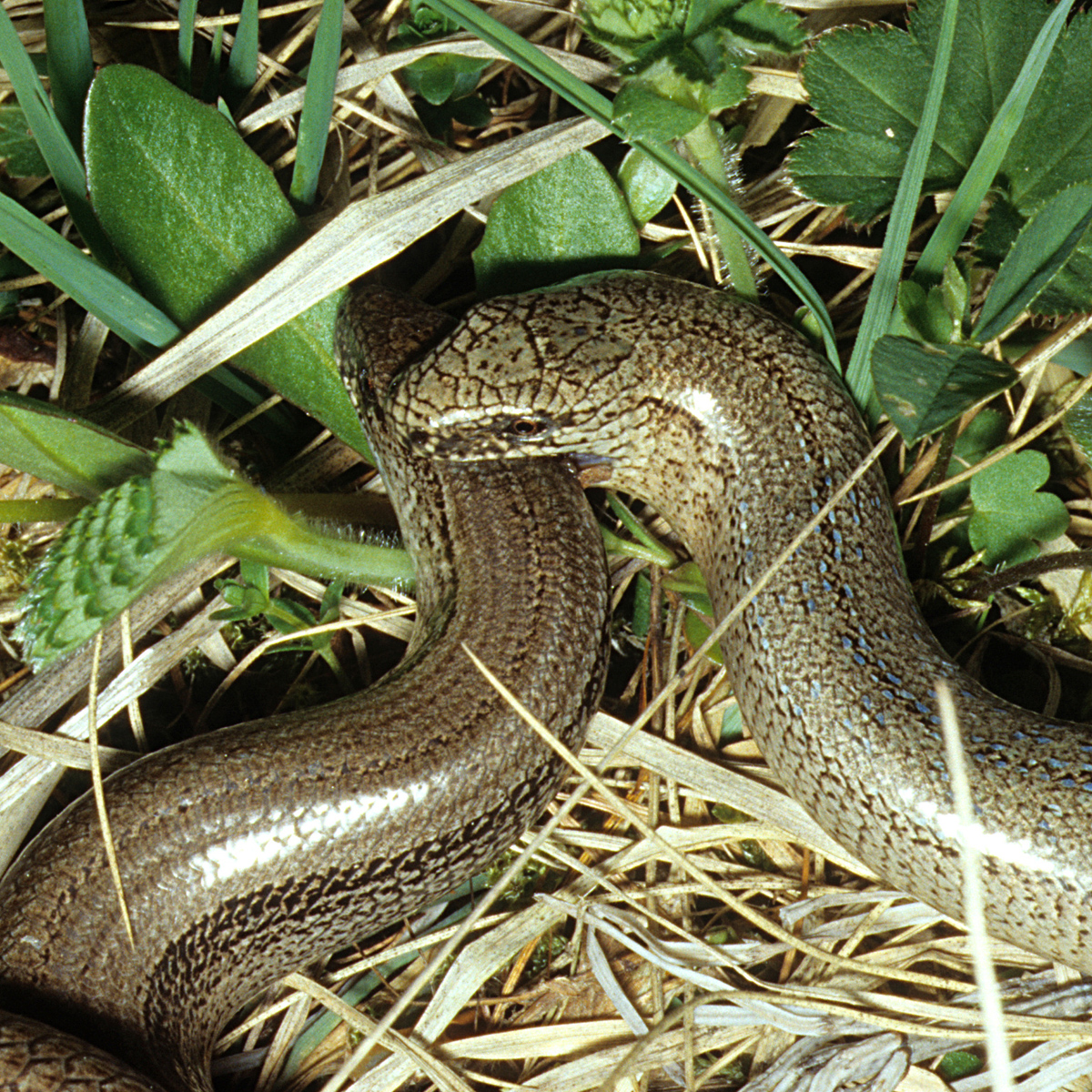 20072013160639 1155 art 936 blindschleiche4x4