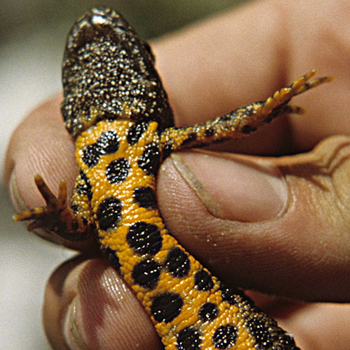 20072013170220 1157 art 1009 kammmolch4x4