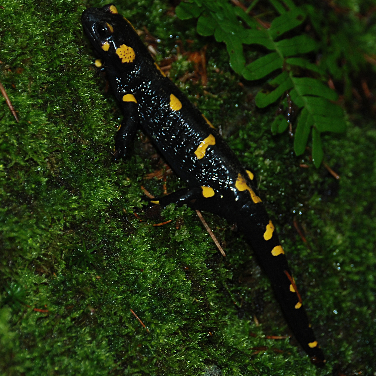 20072013170324 1158 art 1010 feuersalamander4x4