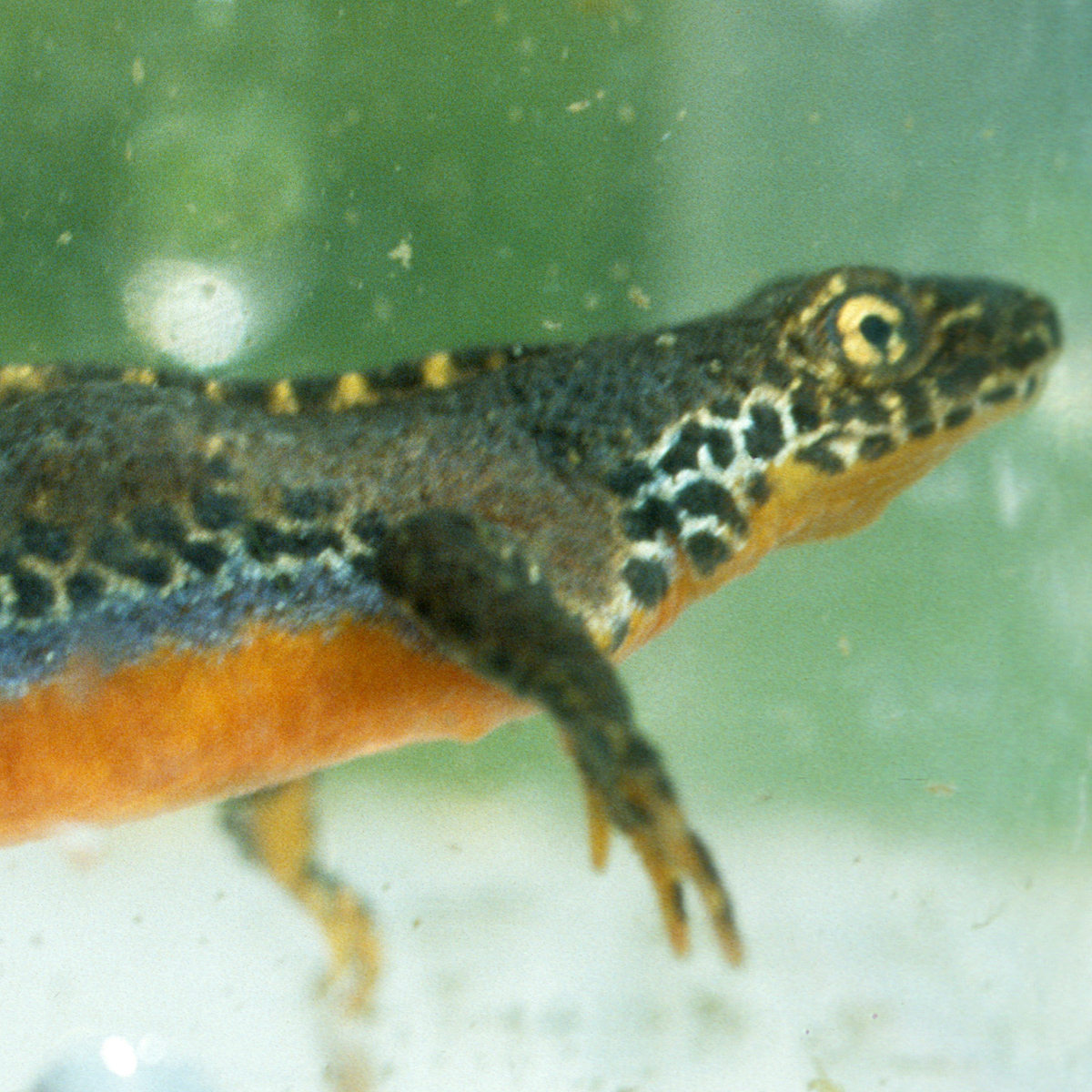 20072013170418 1159 art 1007 bergmolch4x4