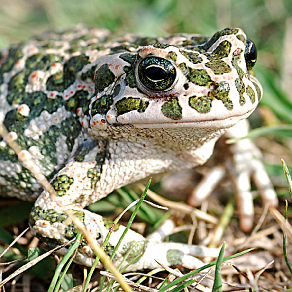 20072013173038 1160 art 1021 wechselkrote4x4