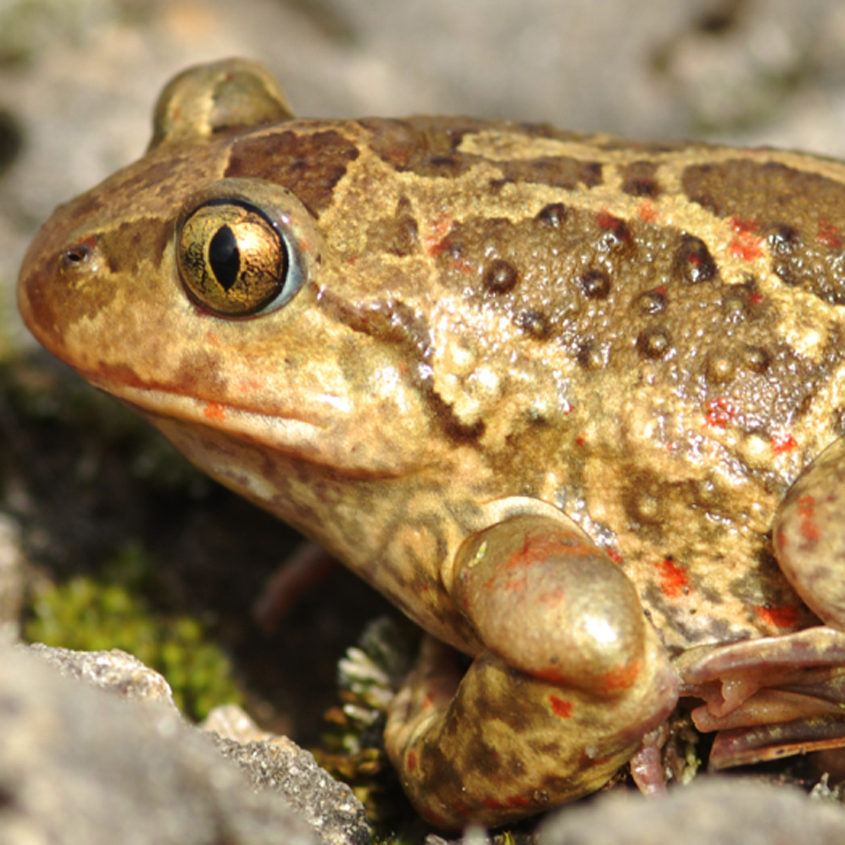 20072013173128 1161 art 1022 knoblauchkrote4x4