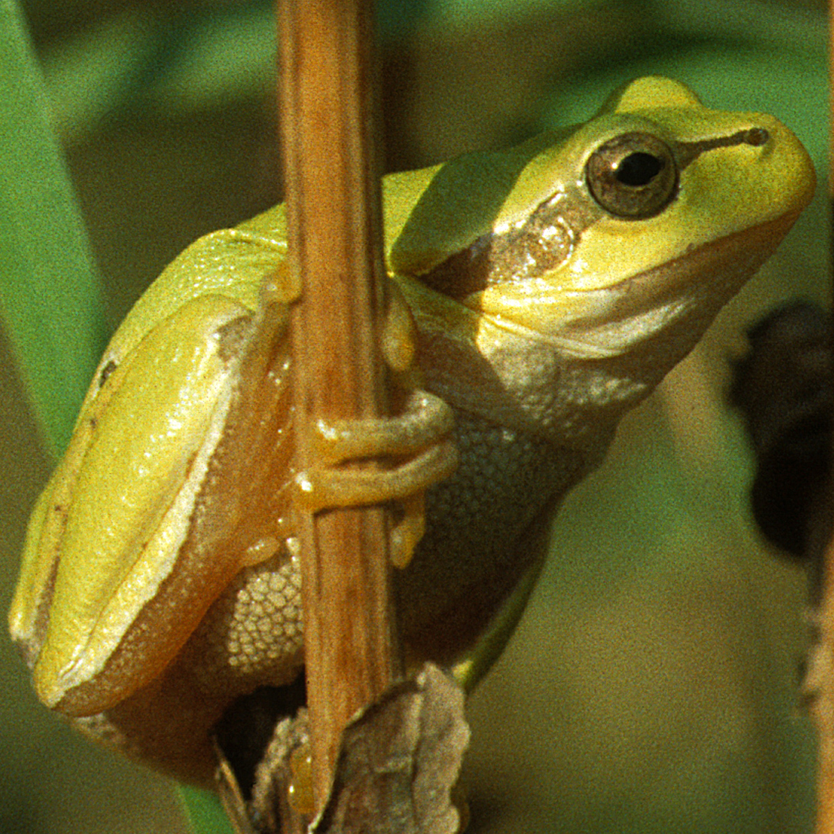 20072013173223 1162 art 1015 laubfrosch4x4