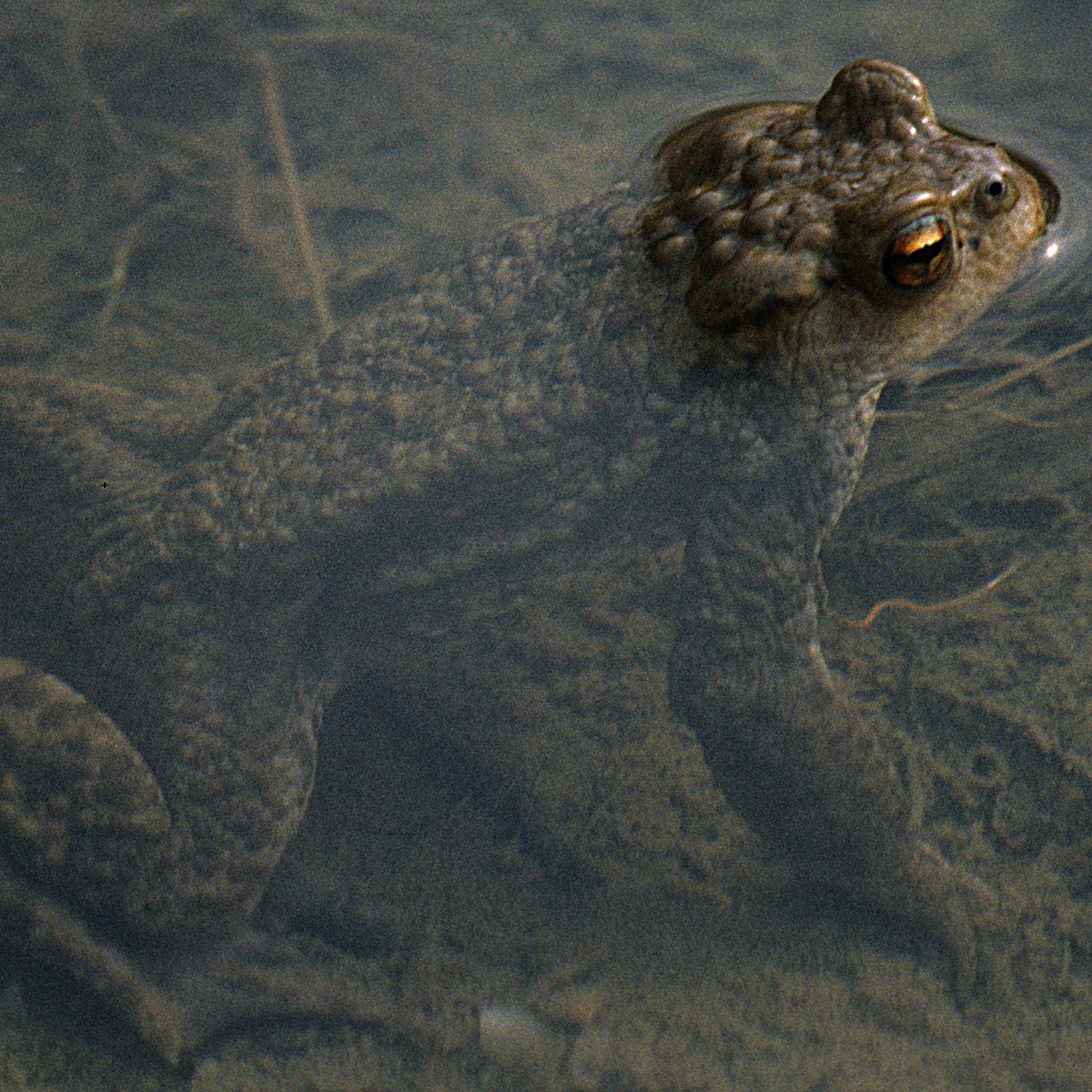 20072013173323 1163 art 1020 erdkrote4x4