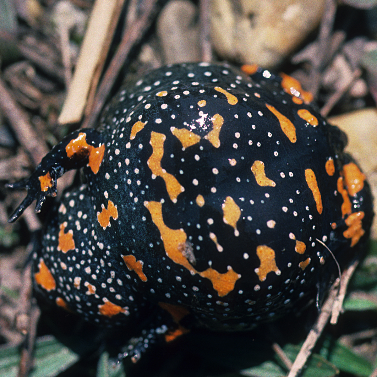 20072013194802 1164 art 1019 rotbauchunke