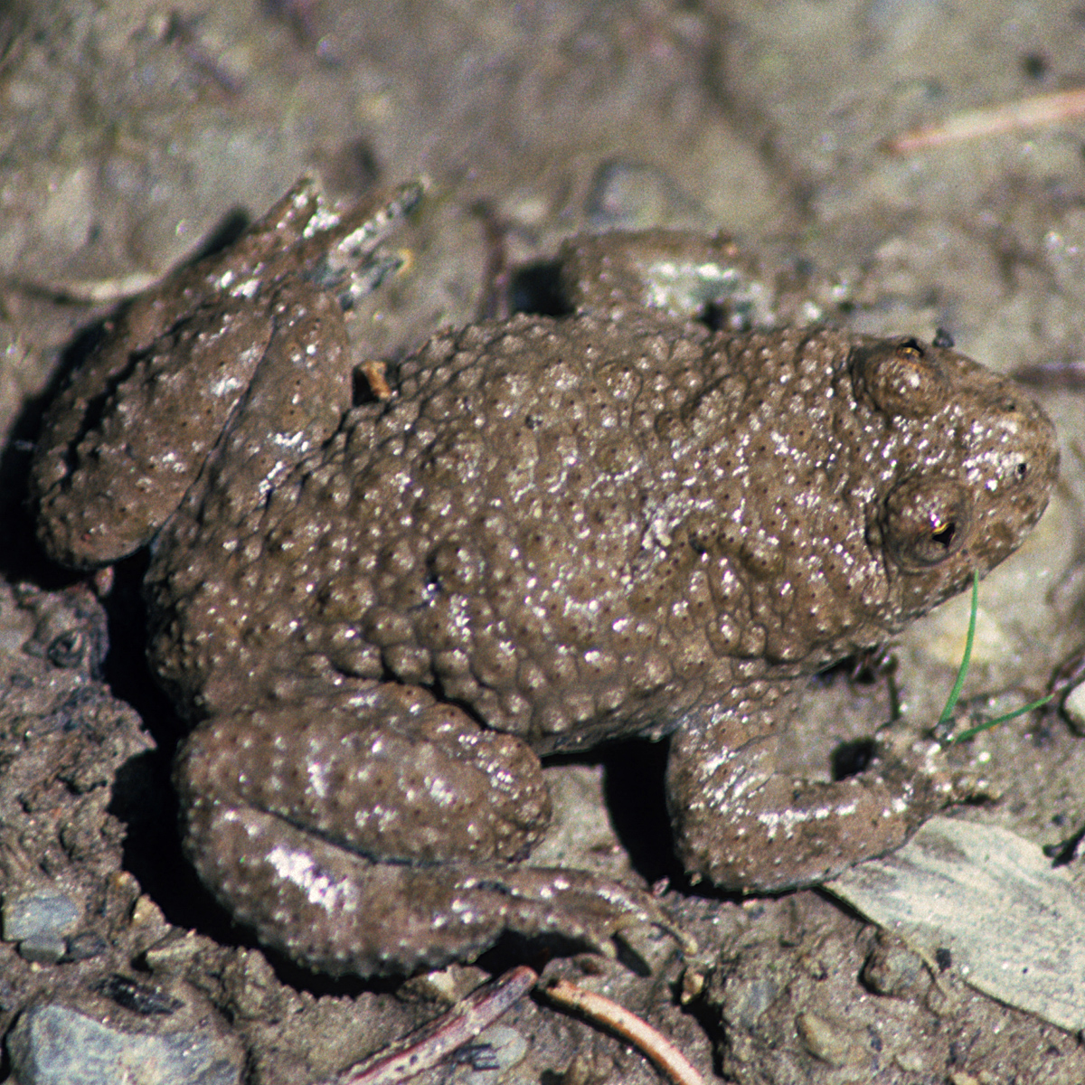 20072013194853 1165 art 1018 gelbbauchunke4x4