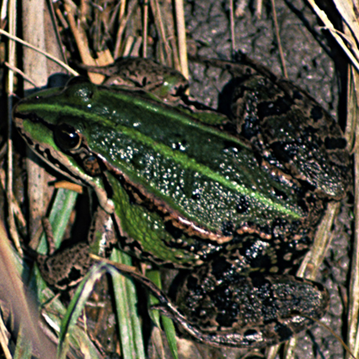 20072013195008 1166 art 1014 wasserfrosch4x4