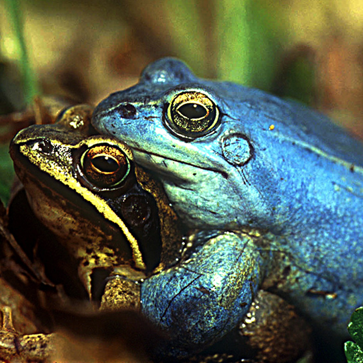 20072013195302 1168 art 1011 moorfrosch4x4