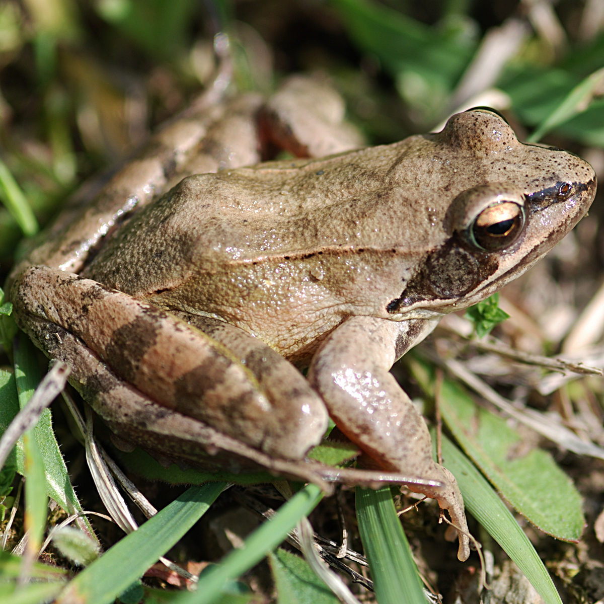 20072013195513 1170 art 1012 springfrosch4x4