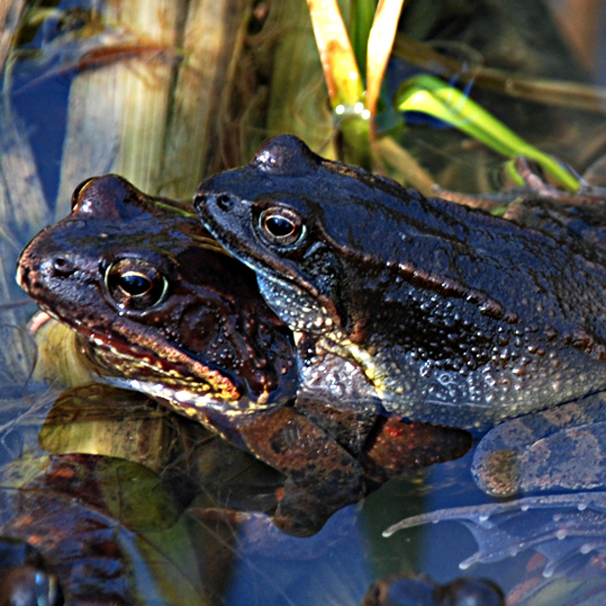 20072013195641 1171 art 1013 grasfrosch4x4