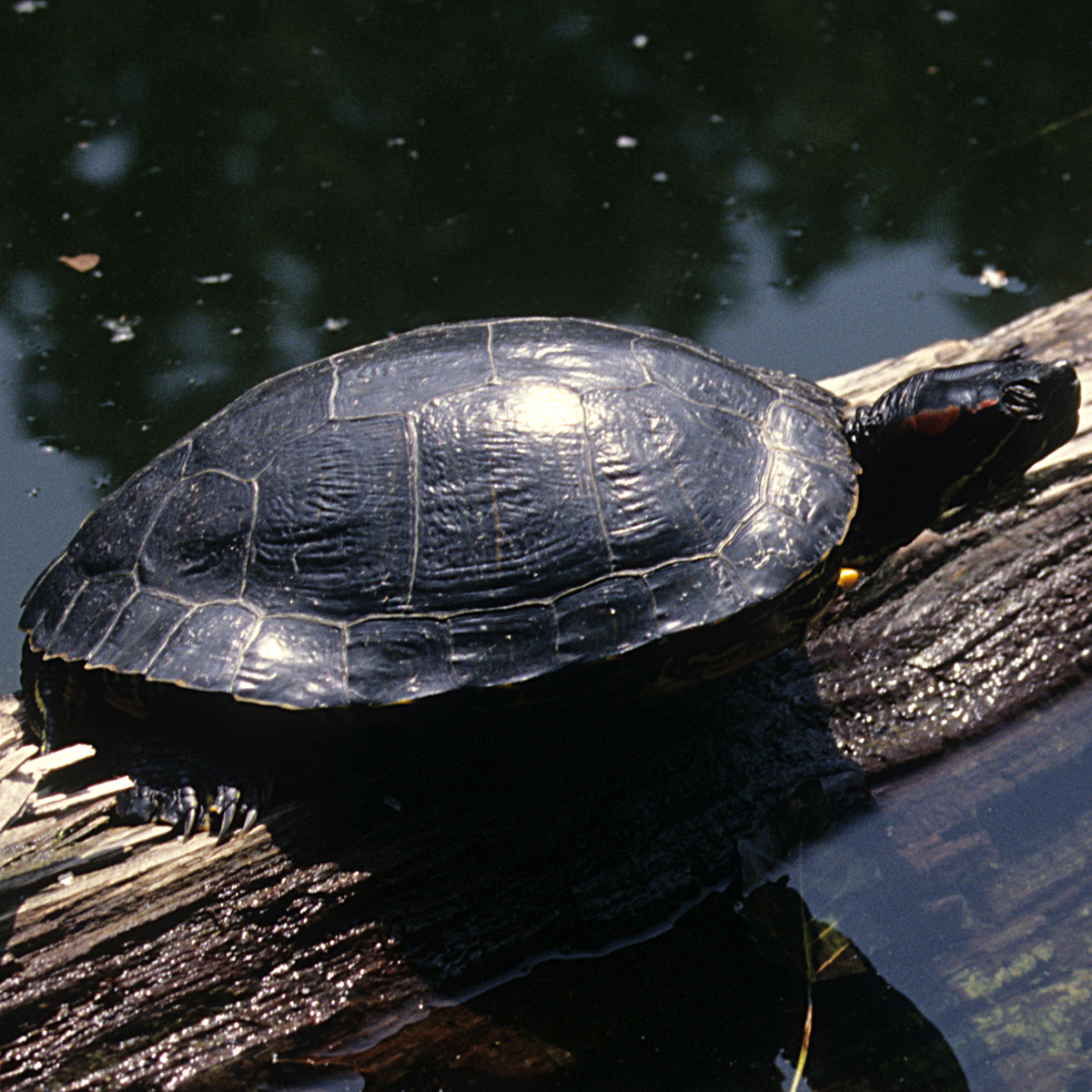 20072013200125 1172 art 1025 rotwangenschmucksch4x4