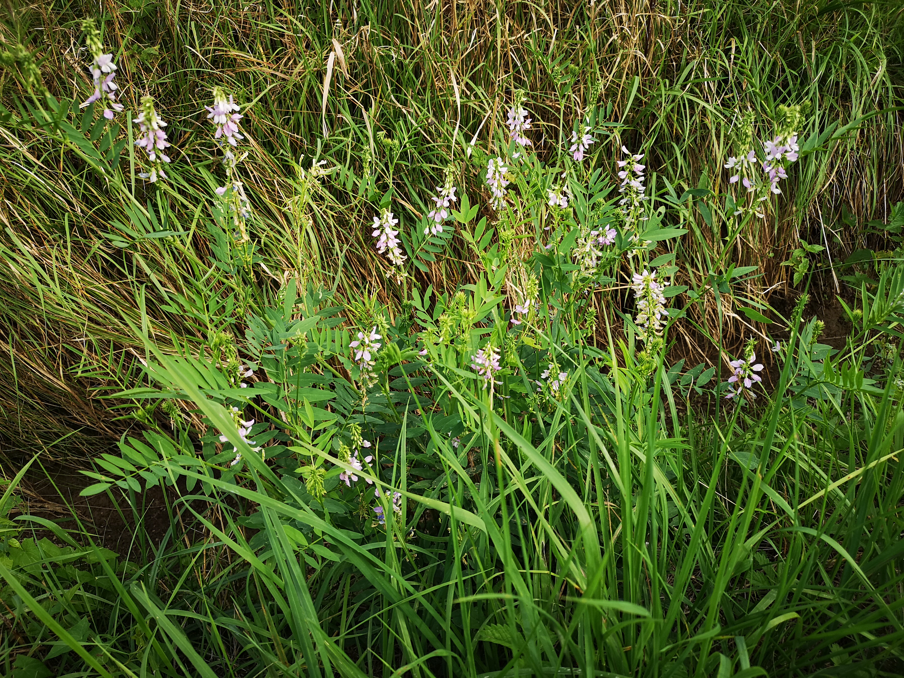 20072018224728 3836 art 1051 img 20180720 170814